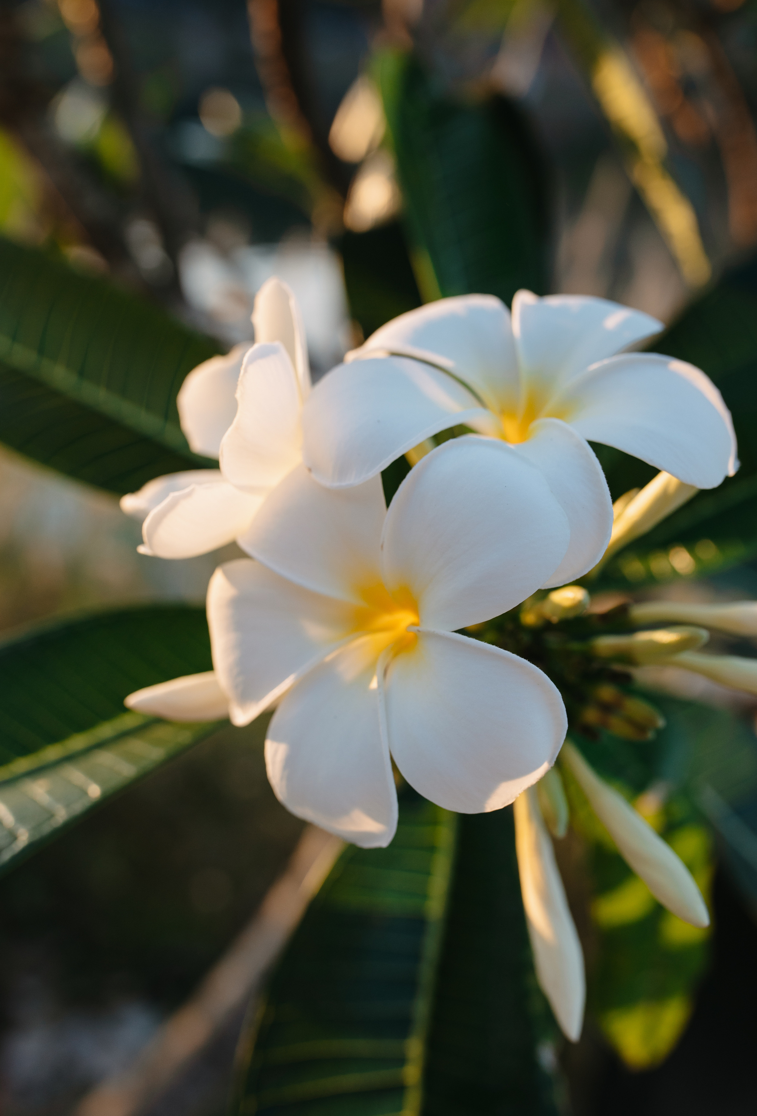 Phuket. Thailand. Wedding Event ART Photographer