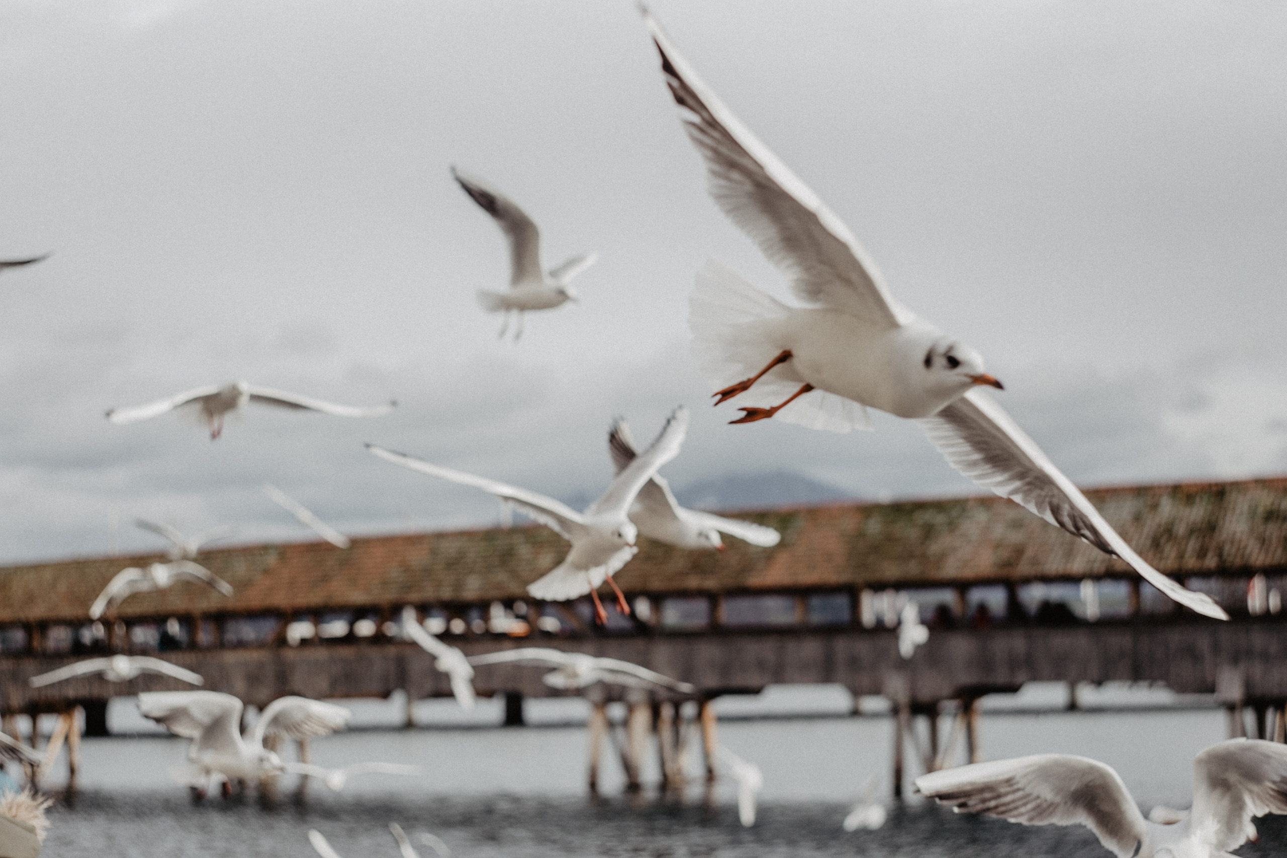 Switzerland (Zurih. Geneva. Basel. Luzern. Bern). Wedding Event ART Photographer