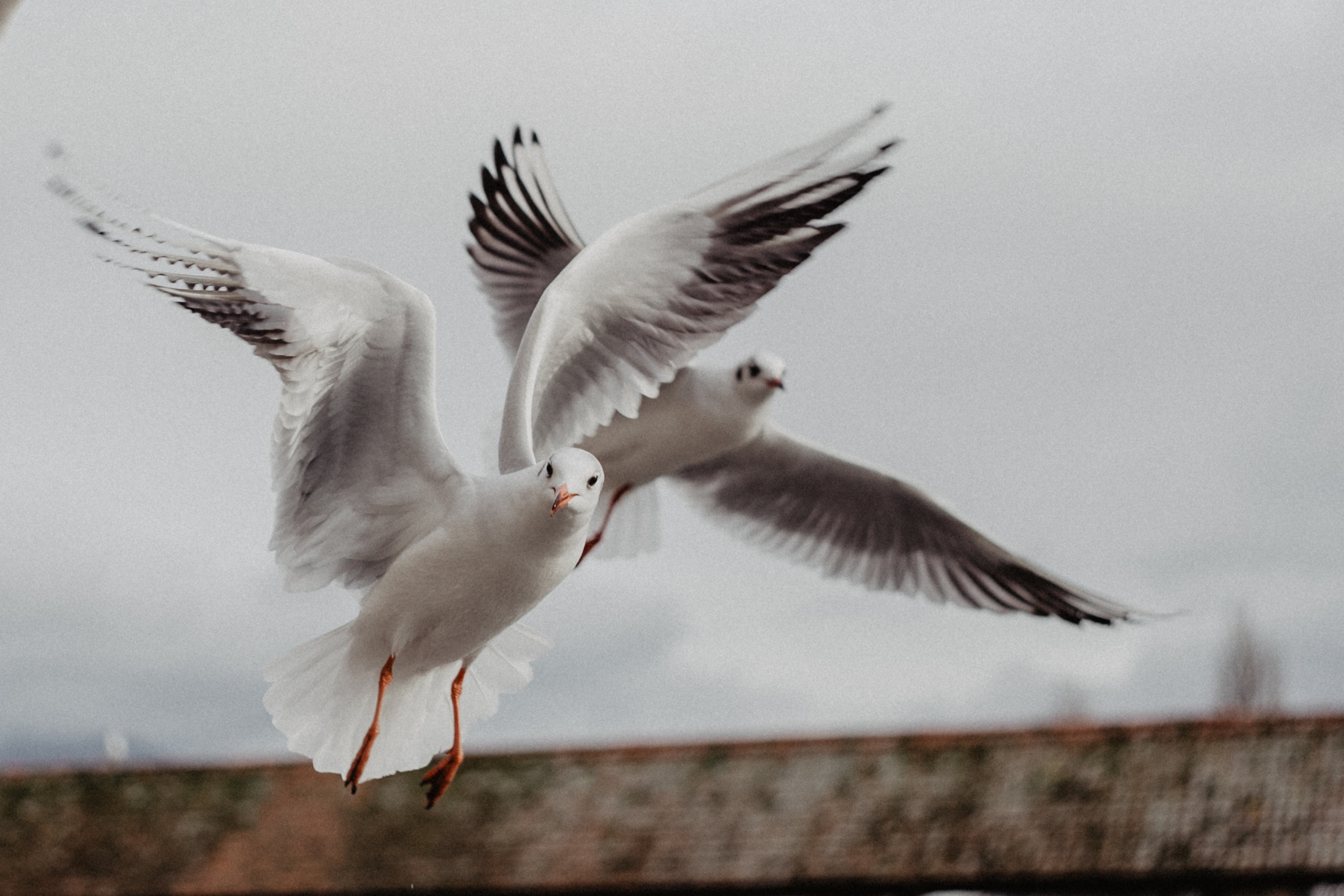 Switzerland (Zurih. Geneva. Basel. Luzern. Bern). Wedding Event ART Photographer