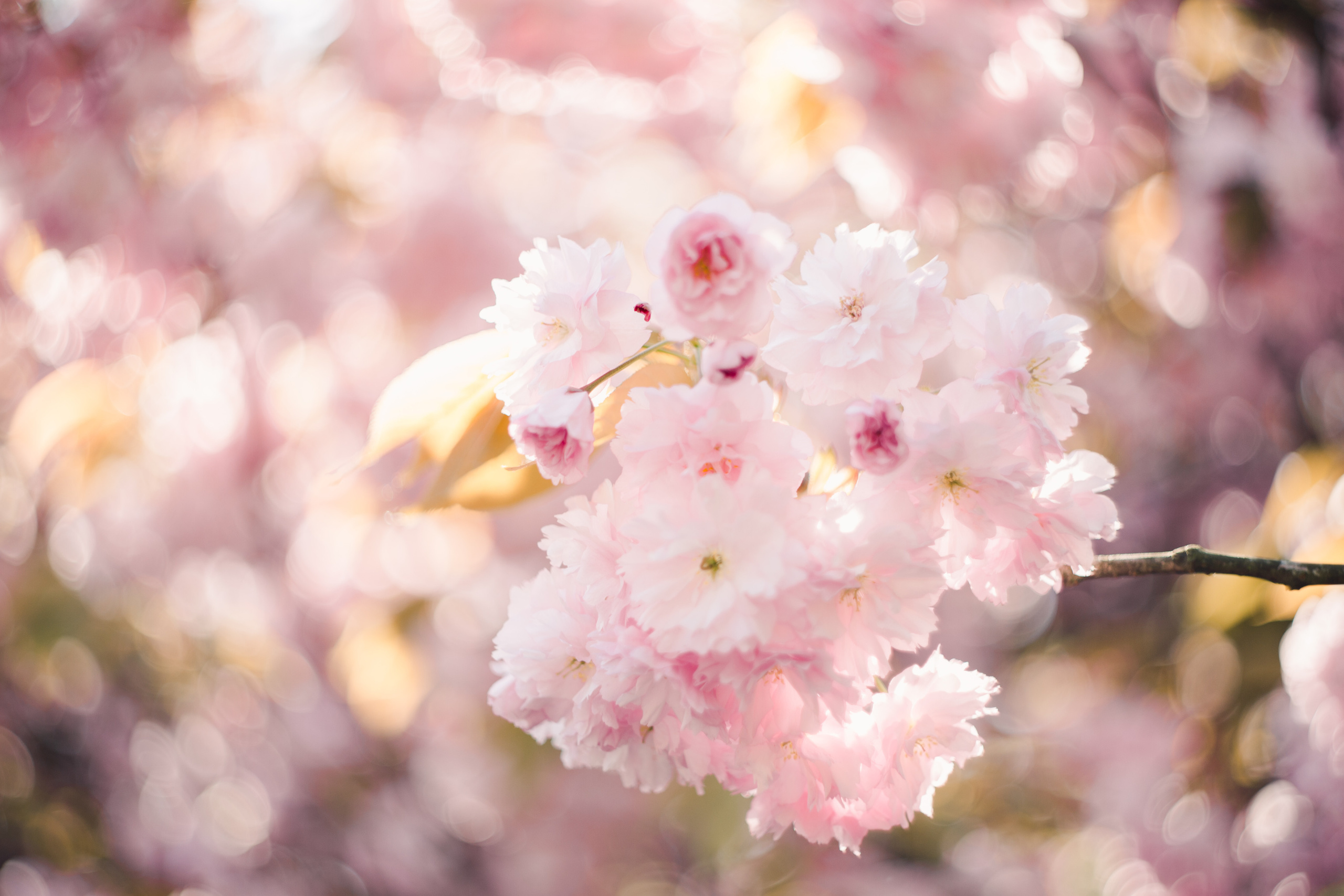 Deutschland. Wedding Event ART Photographer