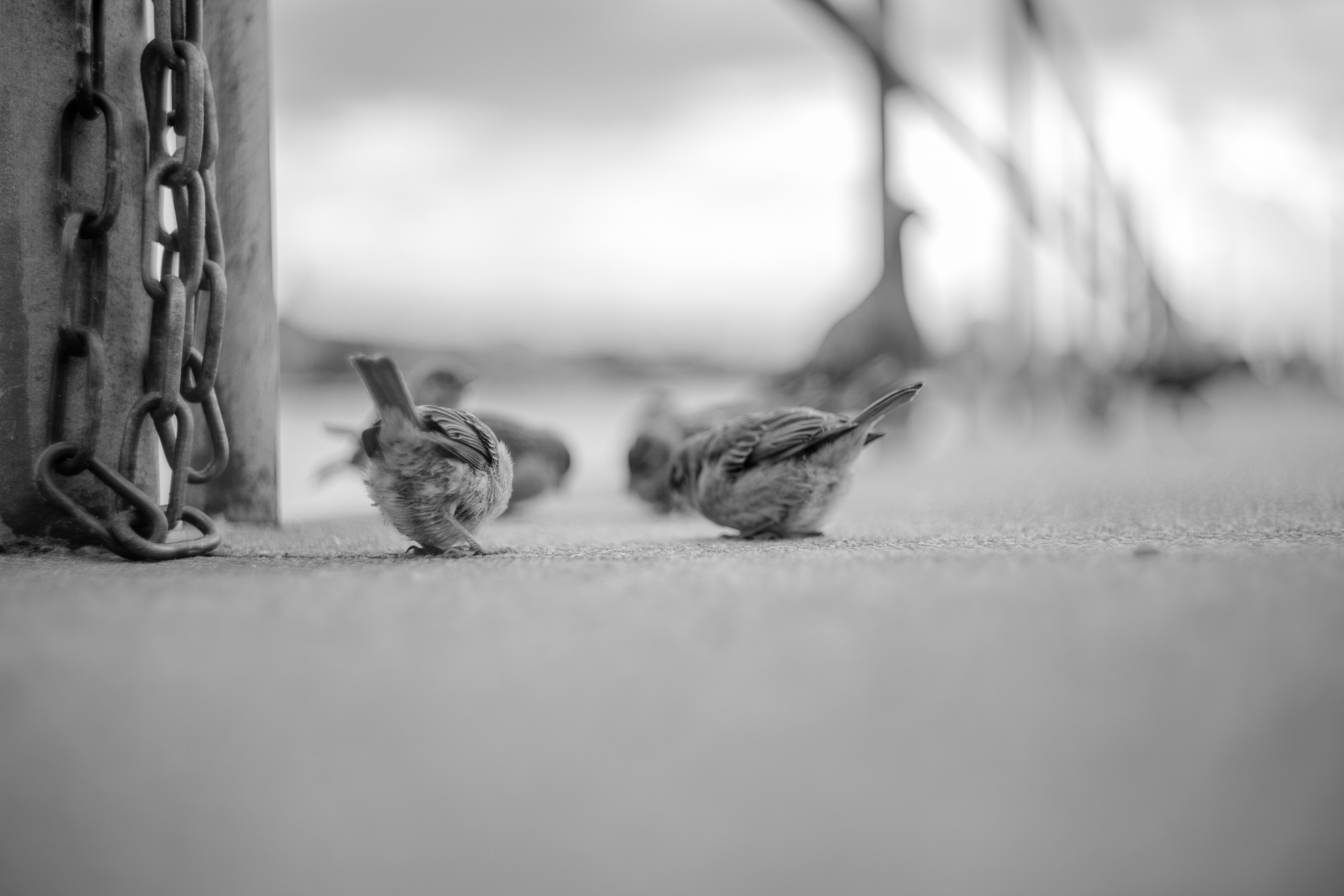 Switzerland (Zurih. Geneva. Basel. Luzern. Bern). Wedding Event ART Photographer