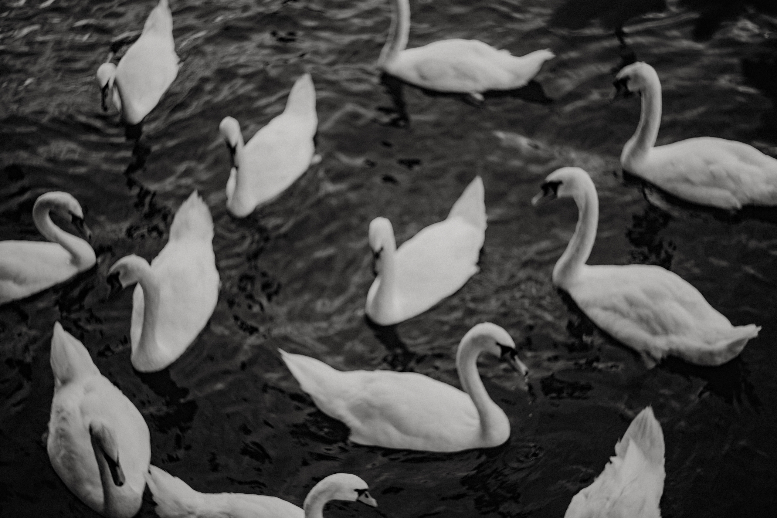 Switzerland (Zurih. Geneva. Basel. Luzern. Bern). Wedding Event ART Photographer