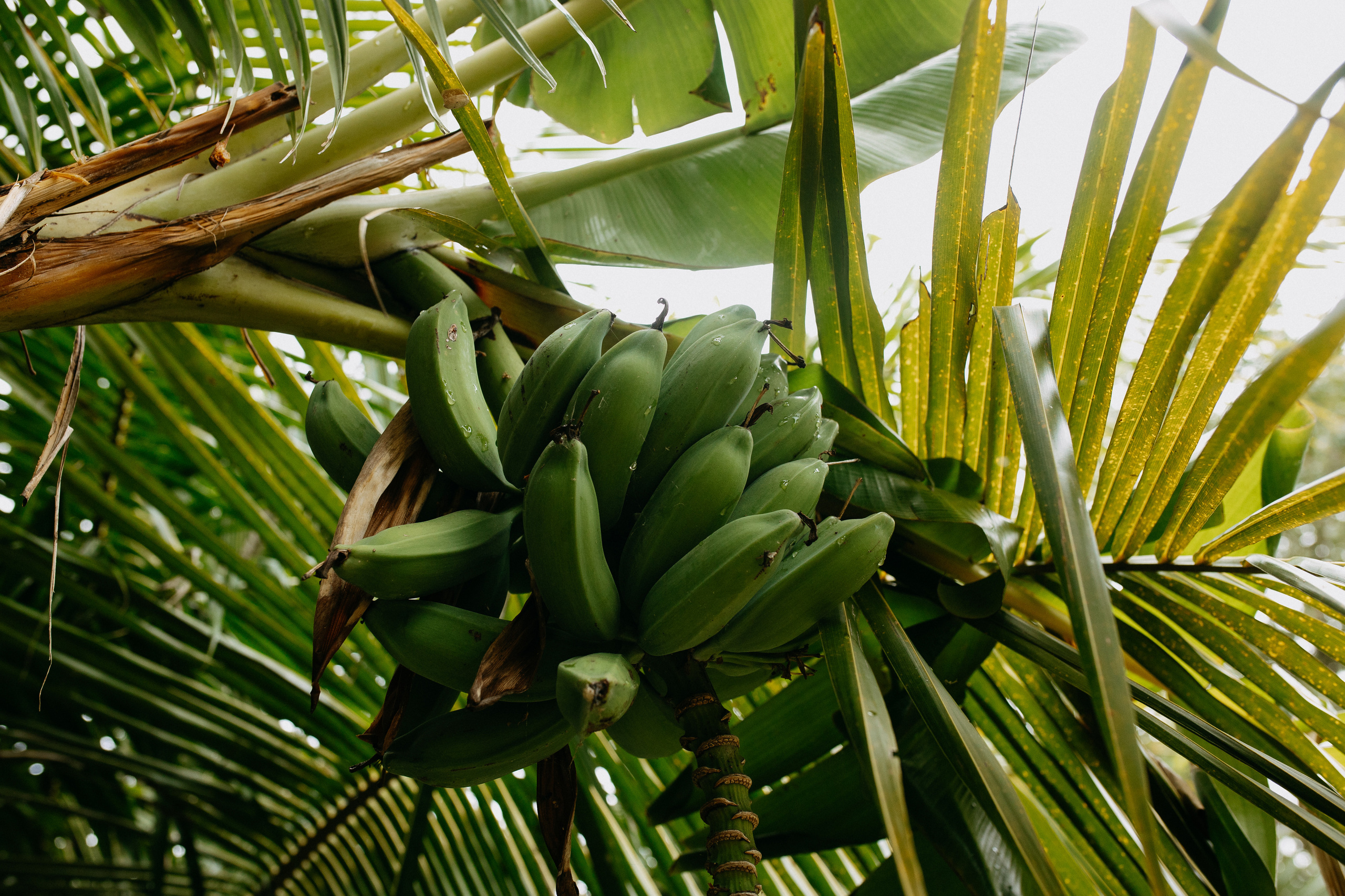 Phuket. Thailand. Wedding Event ART Photographer