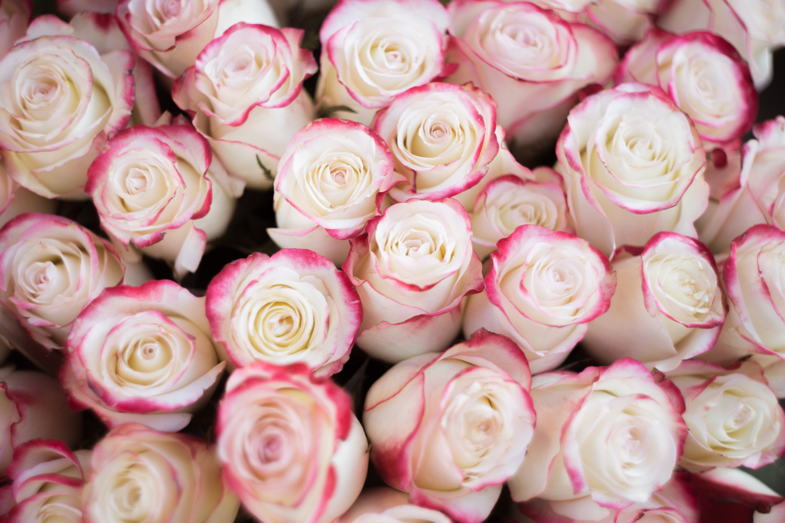 France. (Paris. Strasbourg. Corsica). Wedding Event ART Photographer