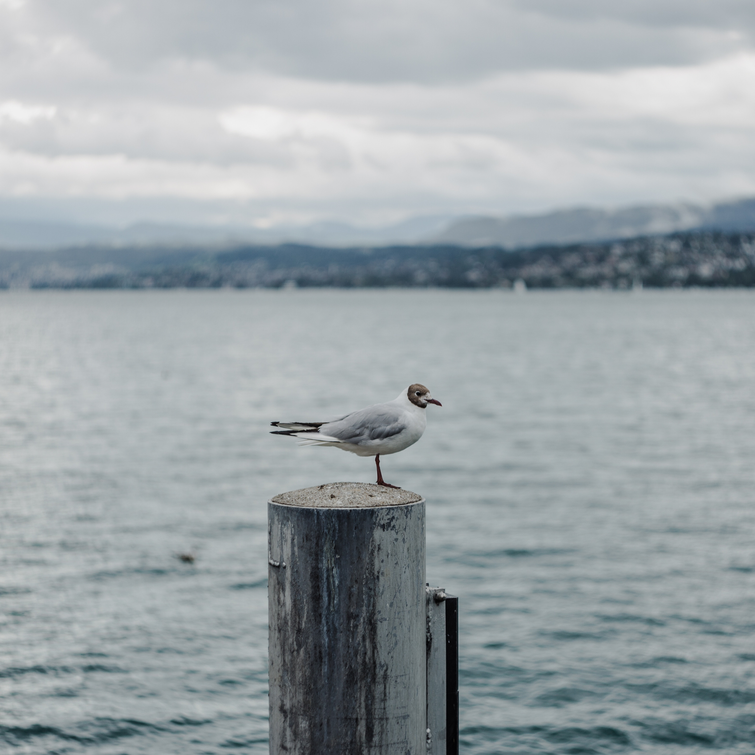 Switzerland (Zurih. Geneva. Basel. Luzern. Bern). Wedding Event ART Photographer