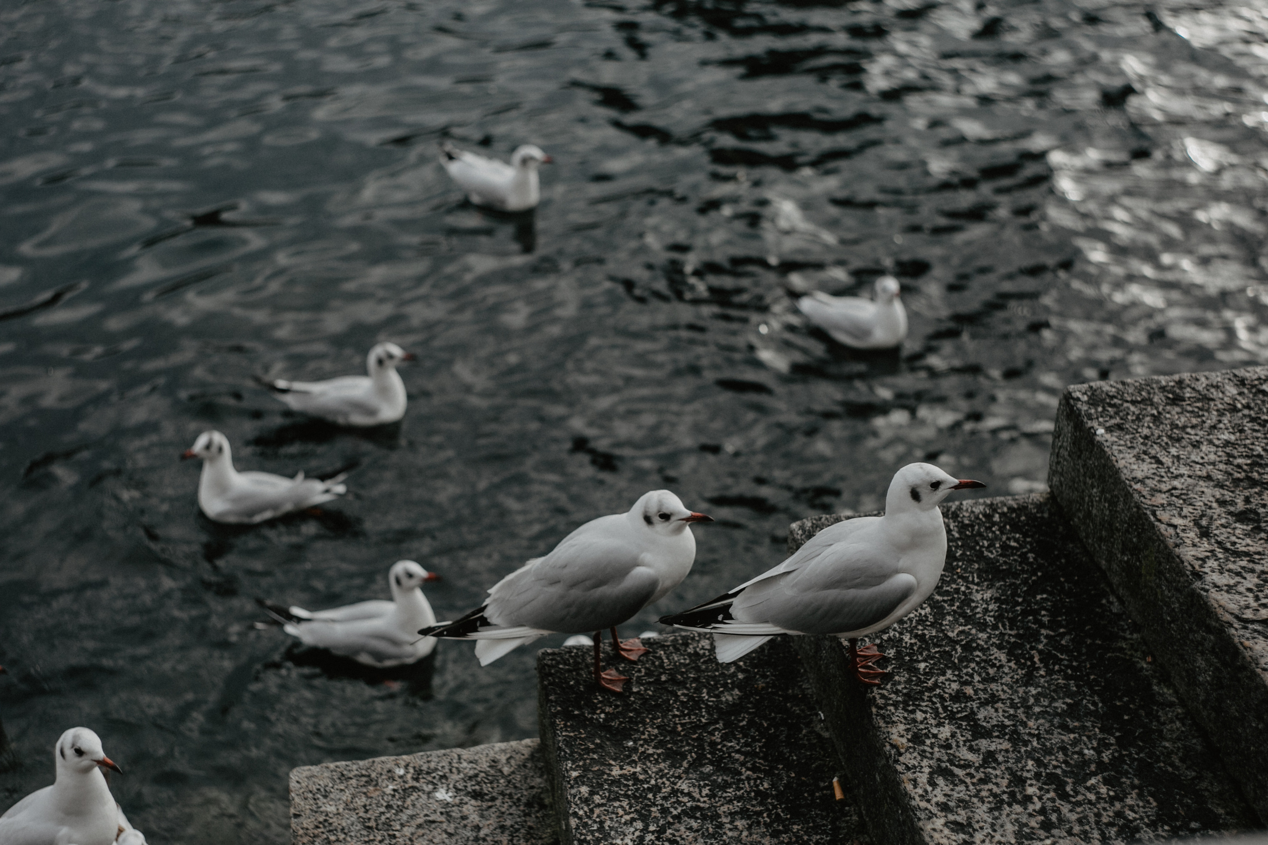 Switzerland (Zurih. Geneva. Basel. Luzern. Bern). Wedding Event ART Photographer