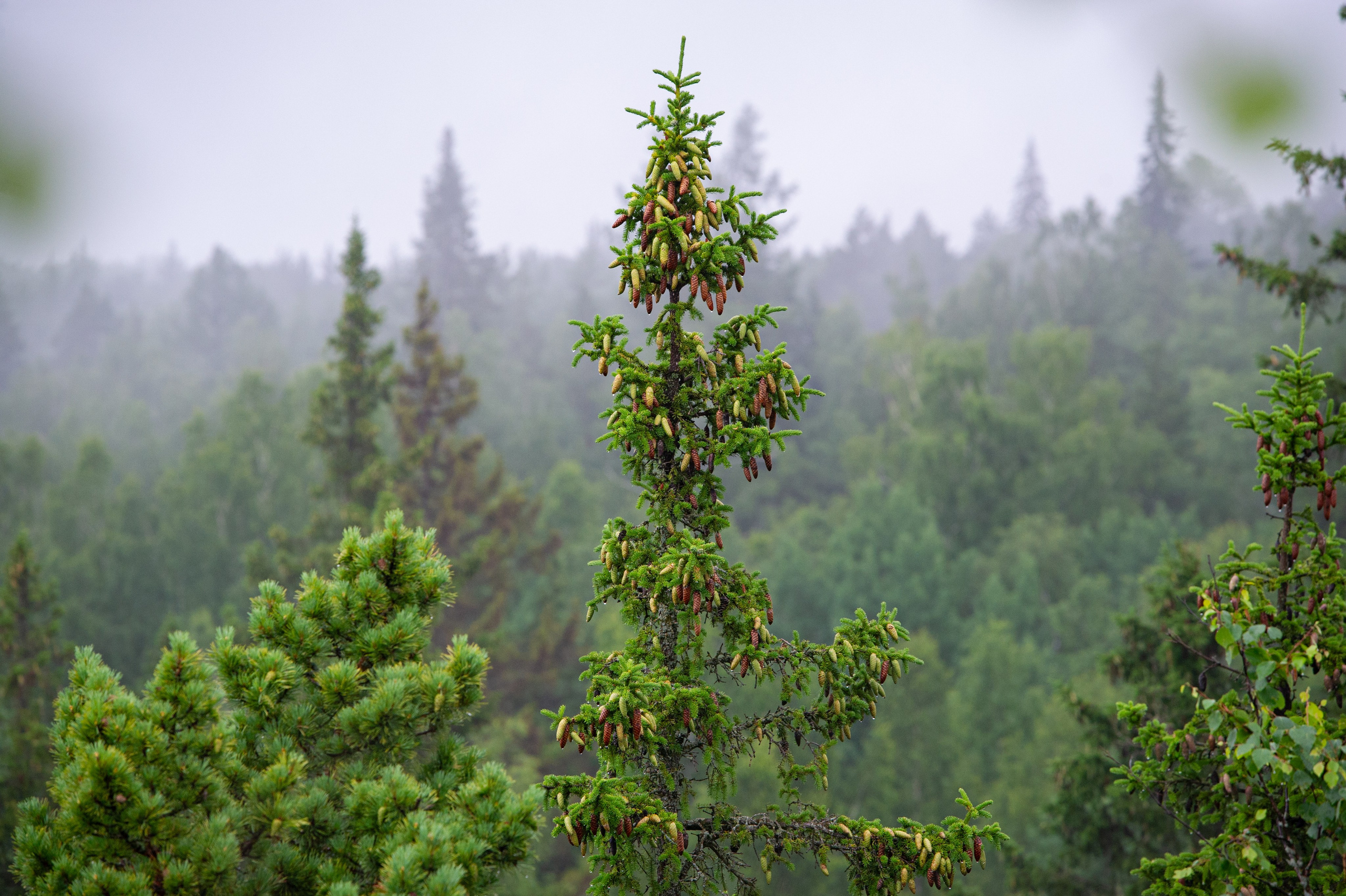 Национальный парк Таганай. Фотограф Шариков Илья