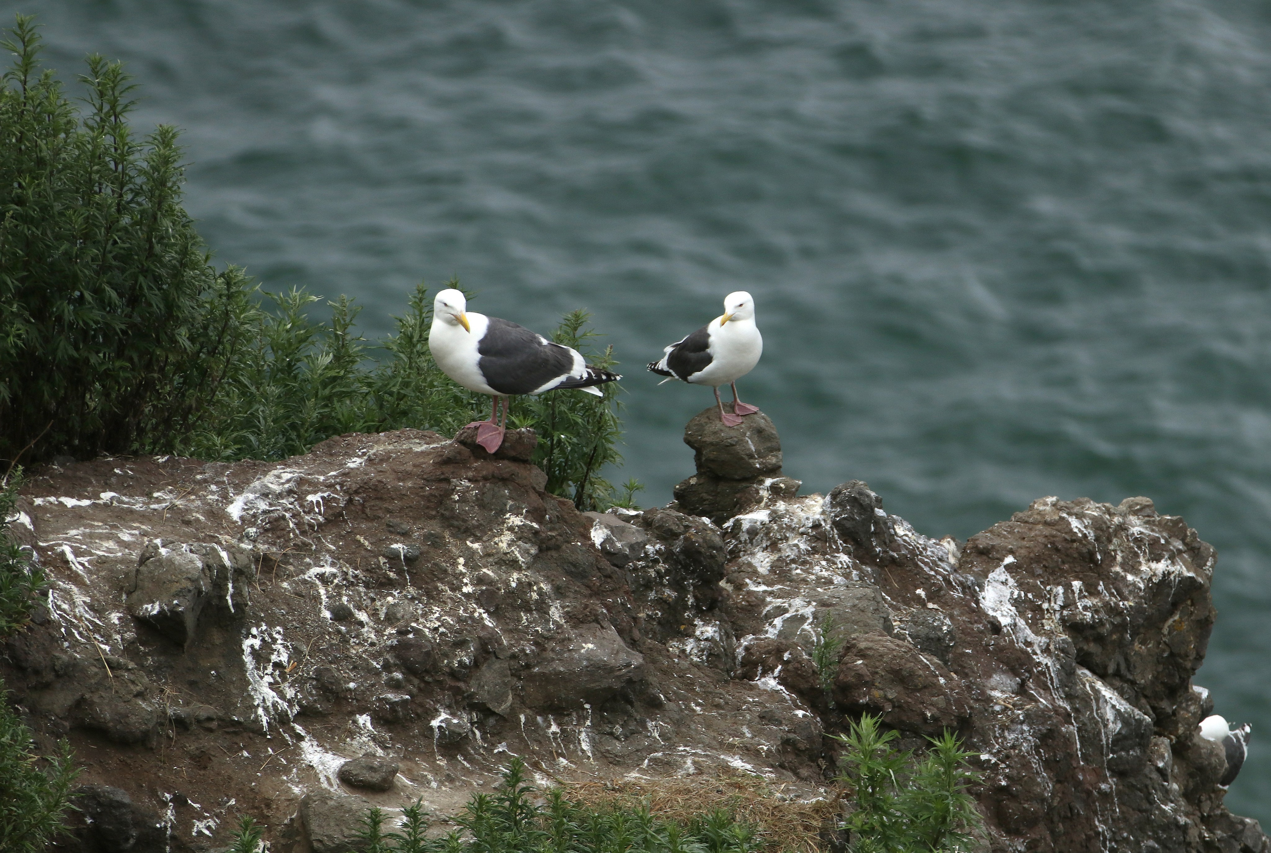 Камчатка и о. Парамушир. Июль 2024. Путешественник-фотограф из Санкт-Петербурга Татьяна Свистулина