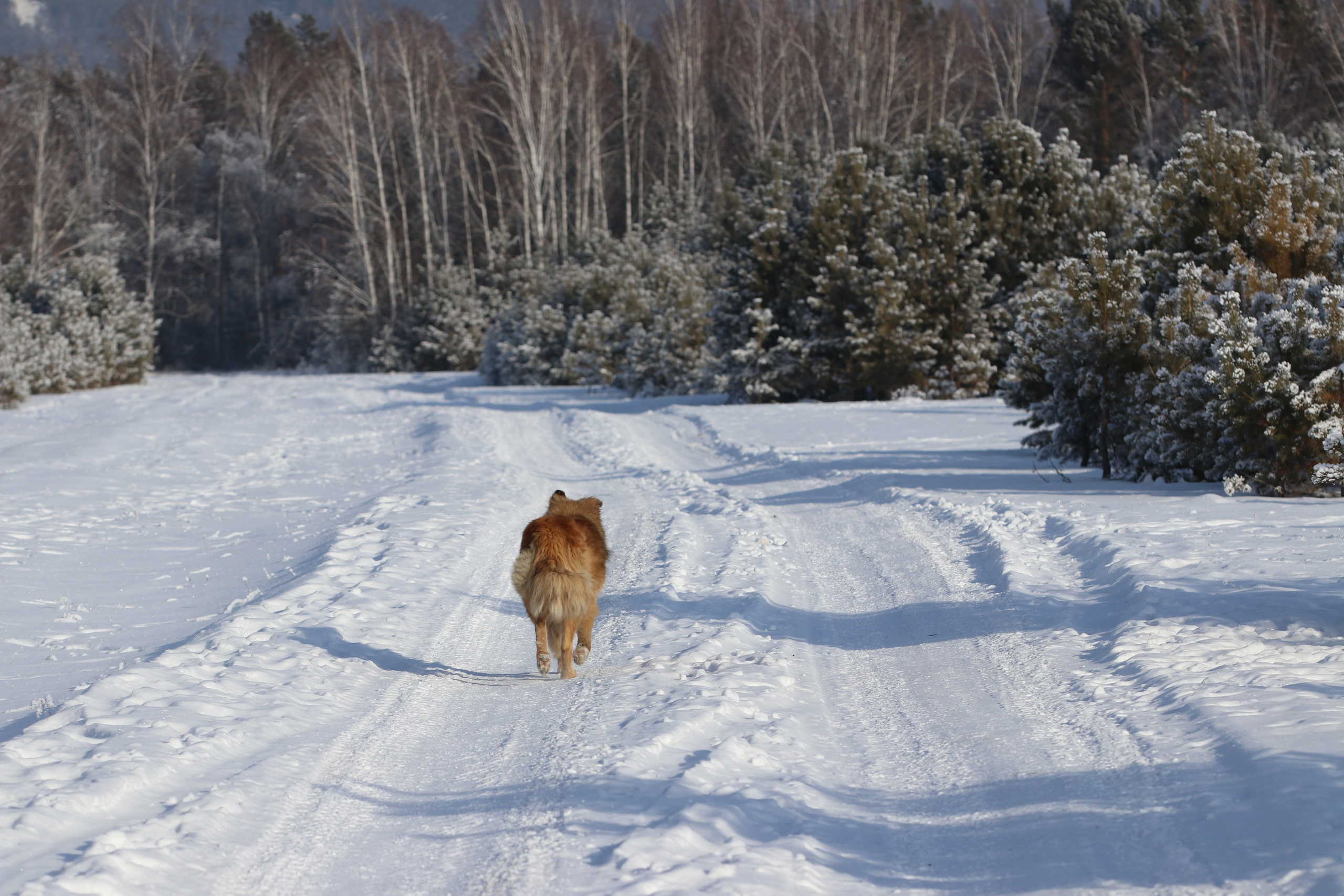 Аршан. Январь 2024. Путешественник-фотограф из Санкт-Петербурга Татьяна Свистулина