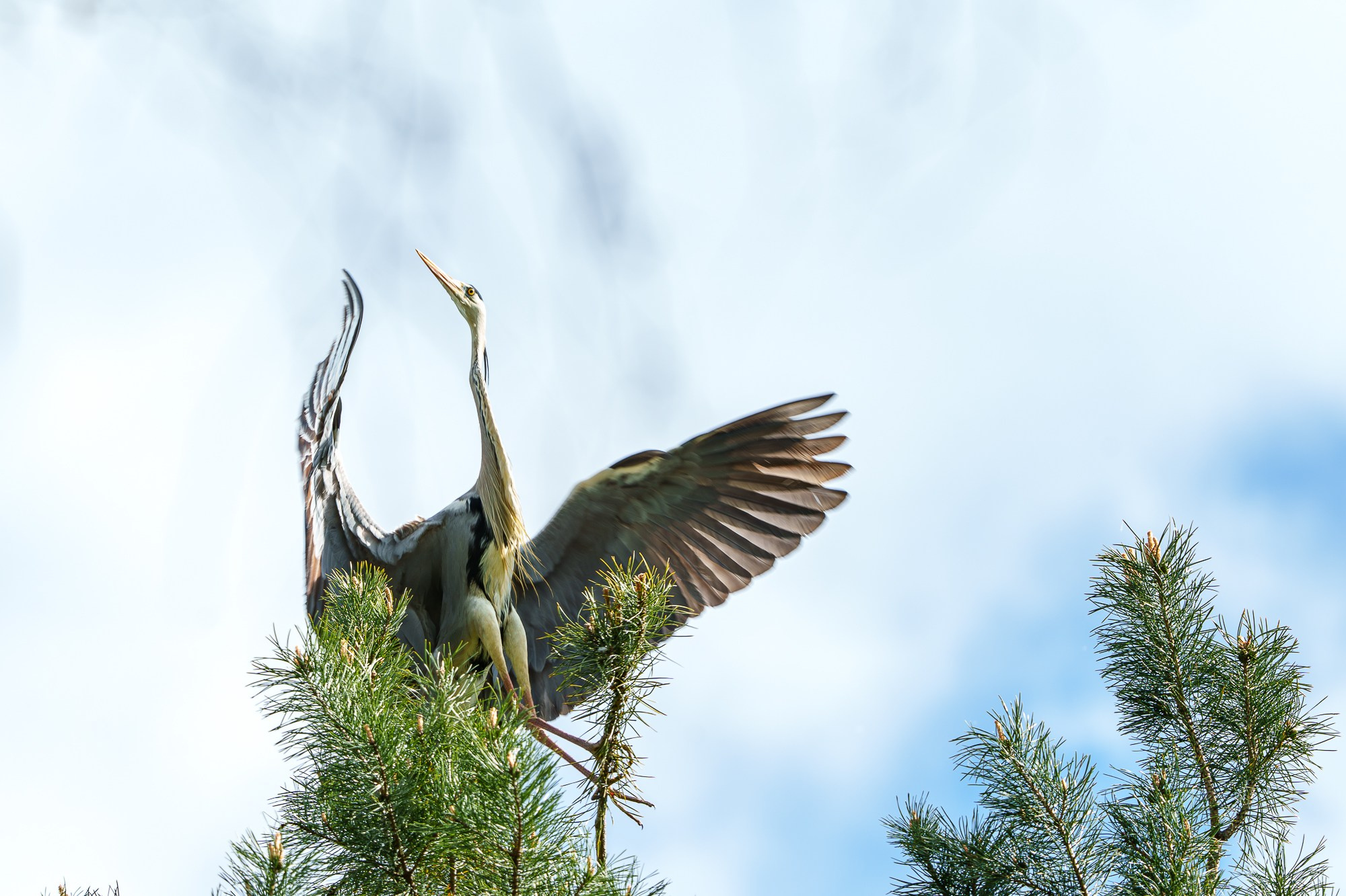 Удивительные мир птиц. Вокруг нас столько прекрасного — присмотритесь!. Ваш личный фотограф Марина Волкова