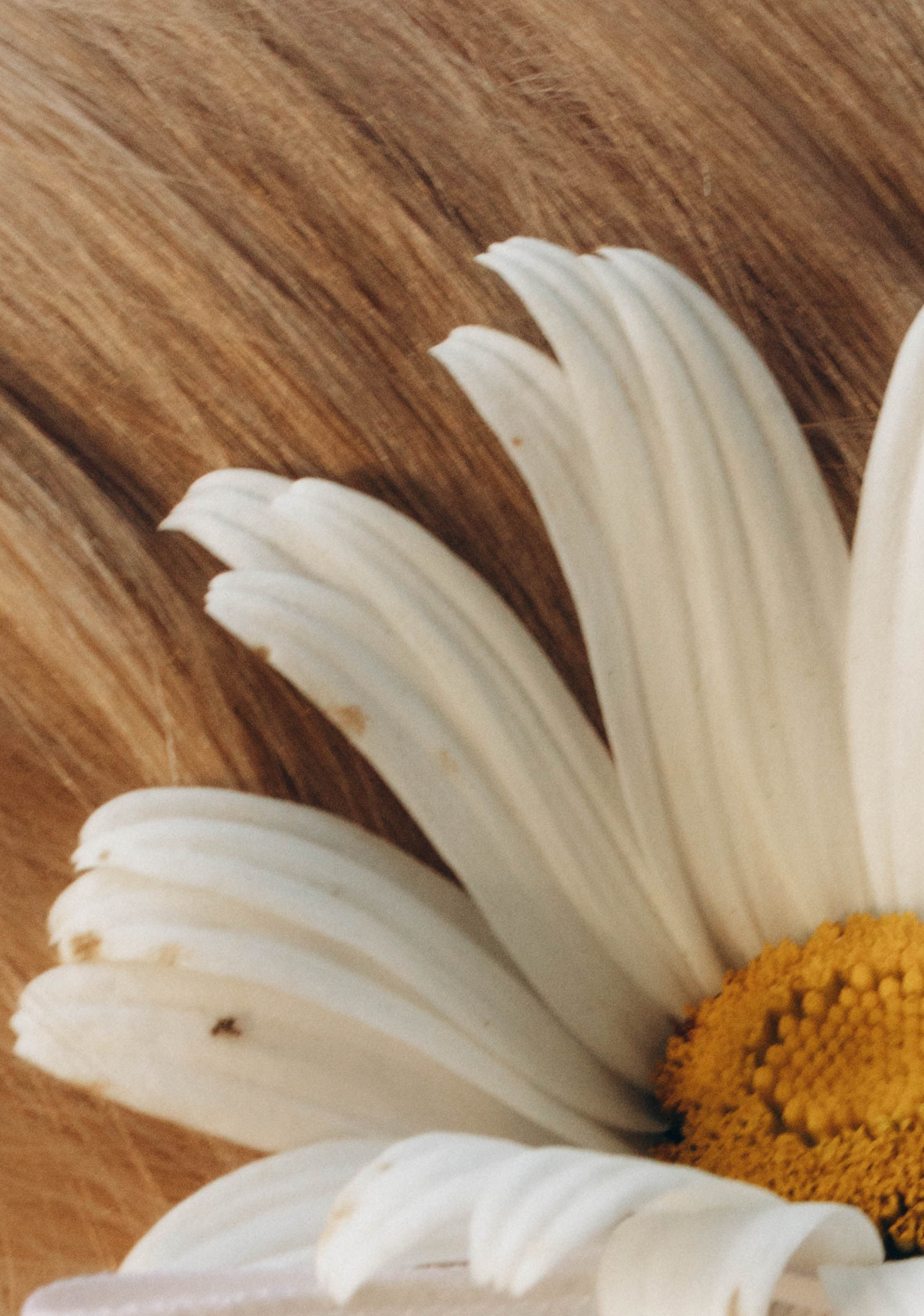 АРИНА. Карина Городецкая | Фотограф Нижний Новгород