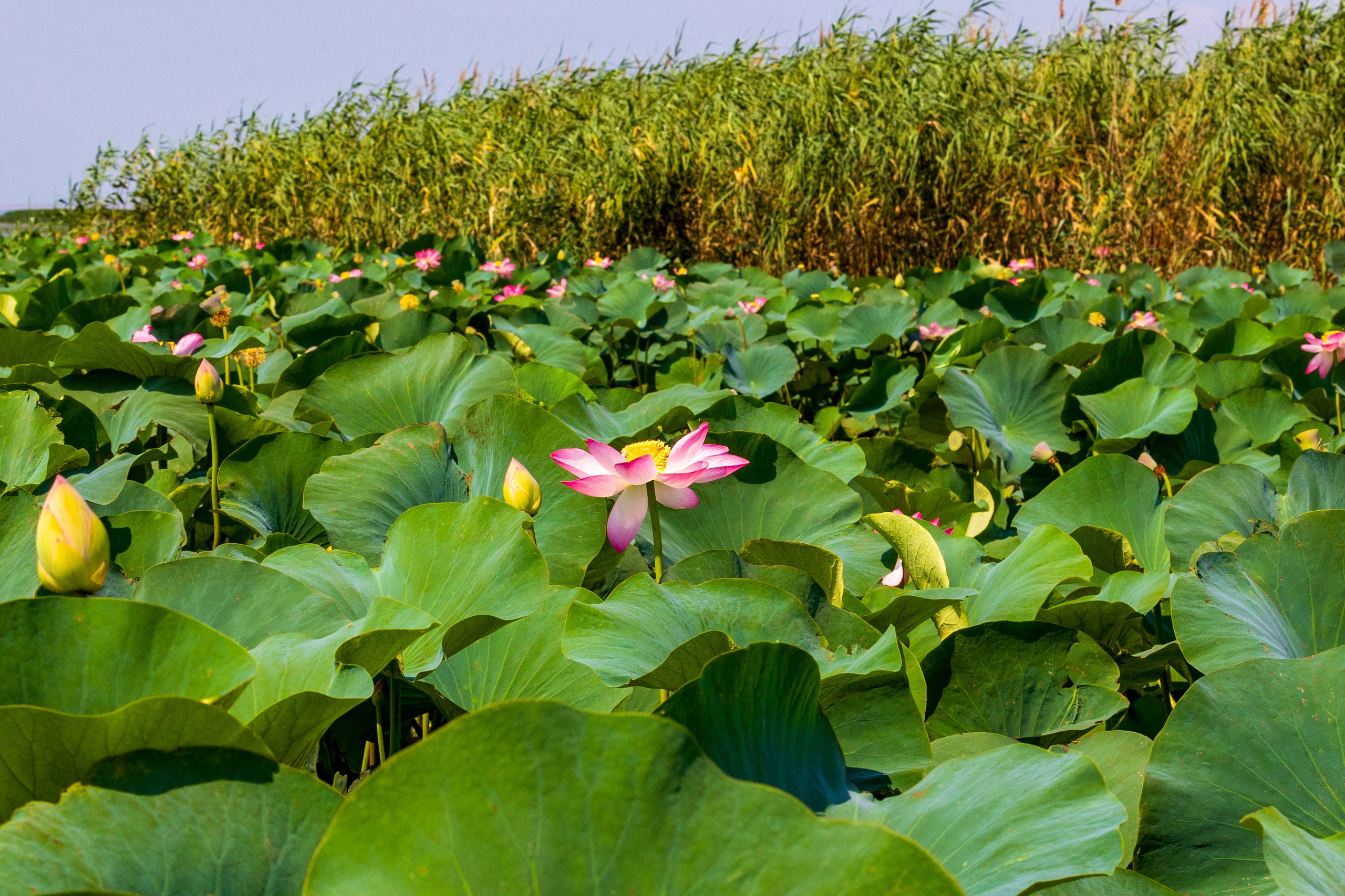 ЛОТОСЫ. Фотограф Владимир Роля