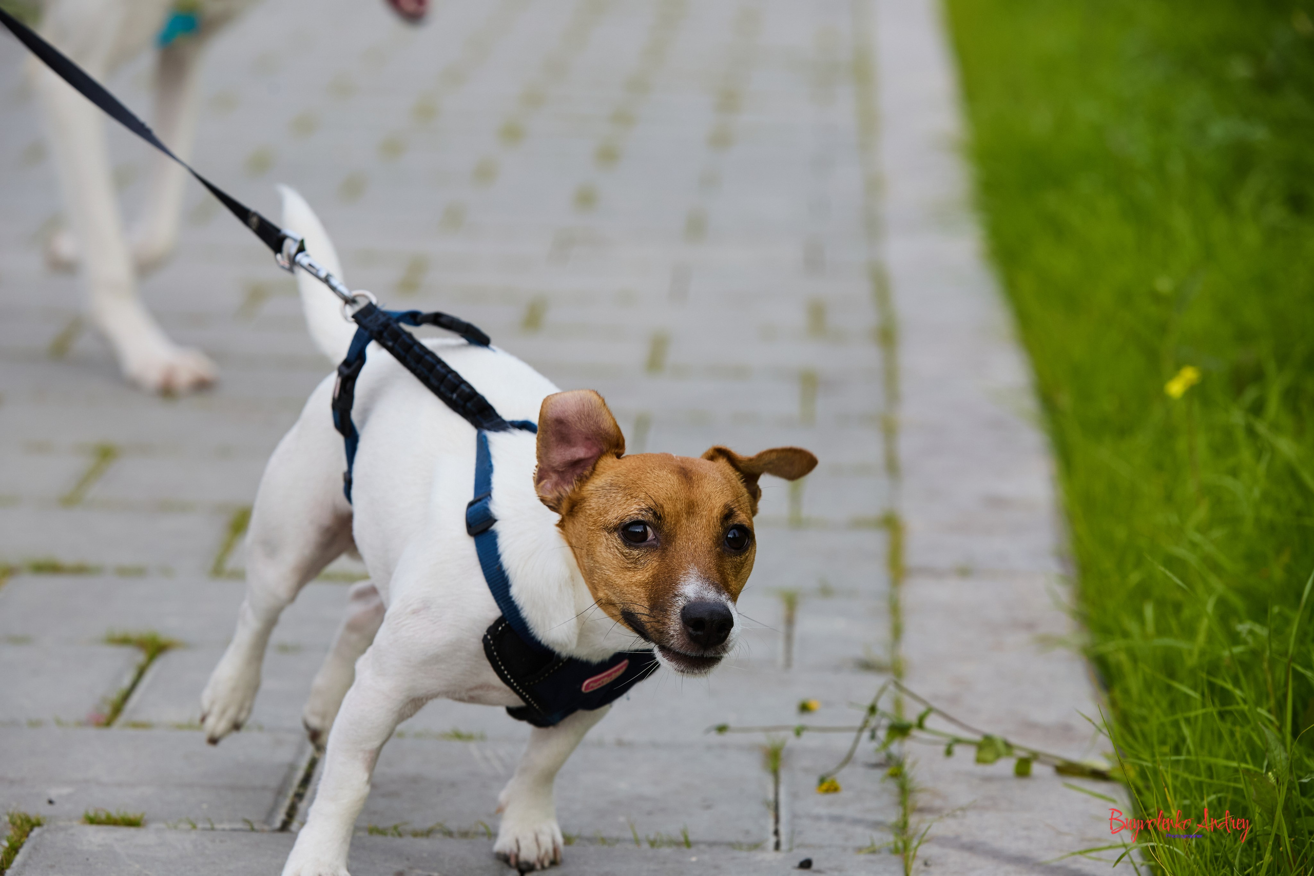 Проект фотопрогулка с хвостиком. Buyvolenko Andrey