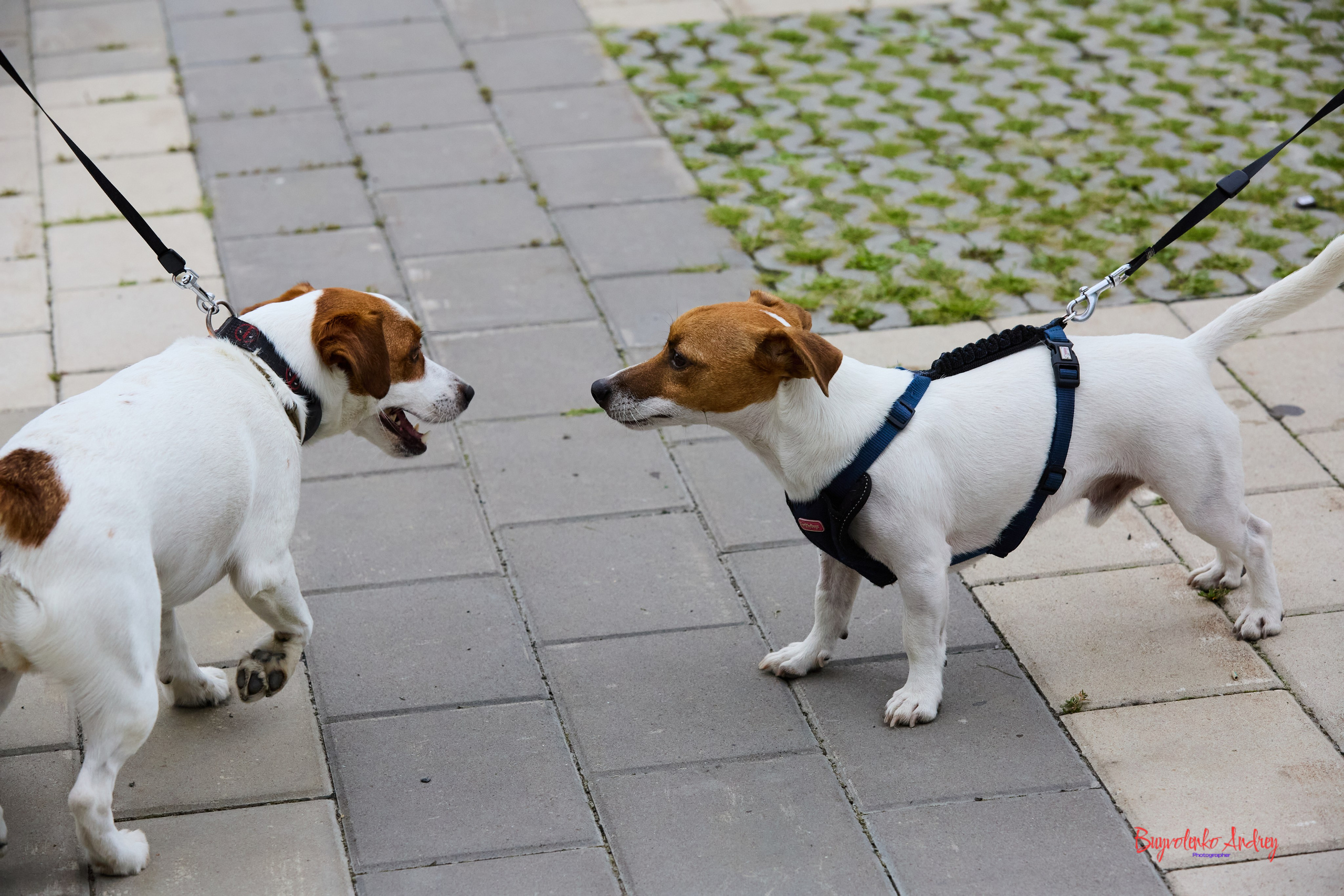 Проект фотопрогулка с хвостиком. Buyvolenko Andrey