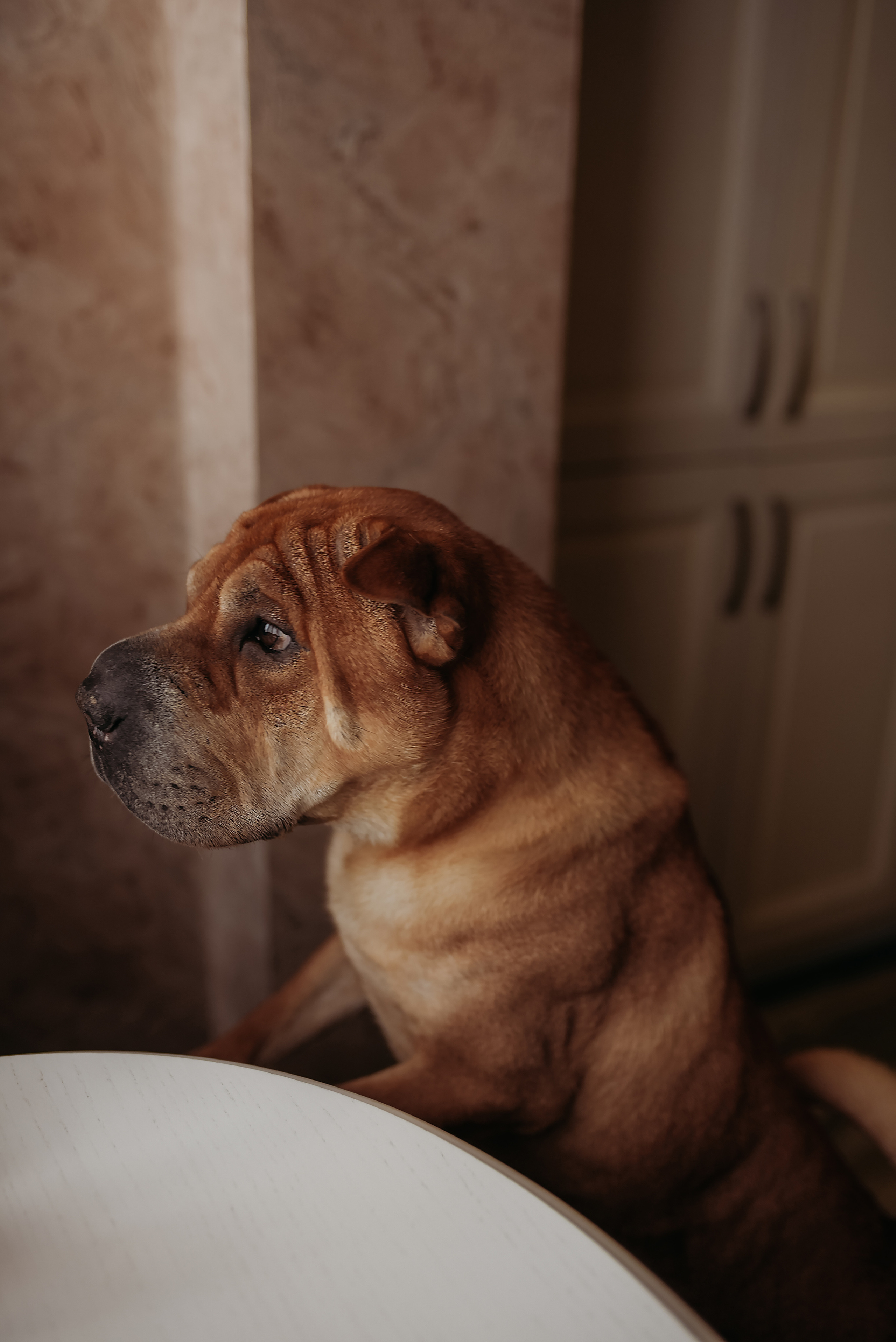 Домашняя история. Семейный фотограф Олеся Батурина Рязань