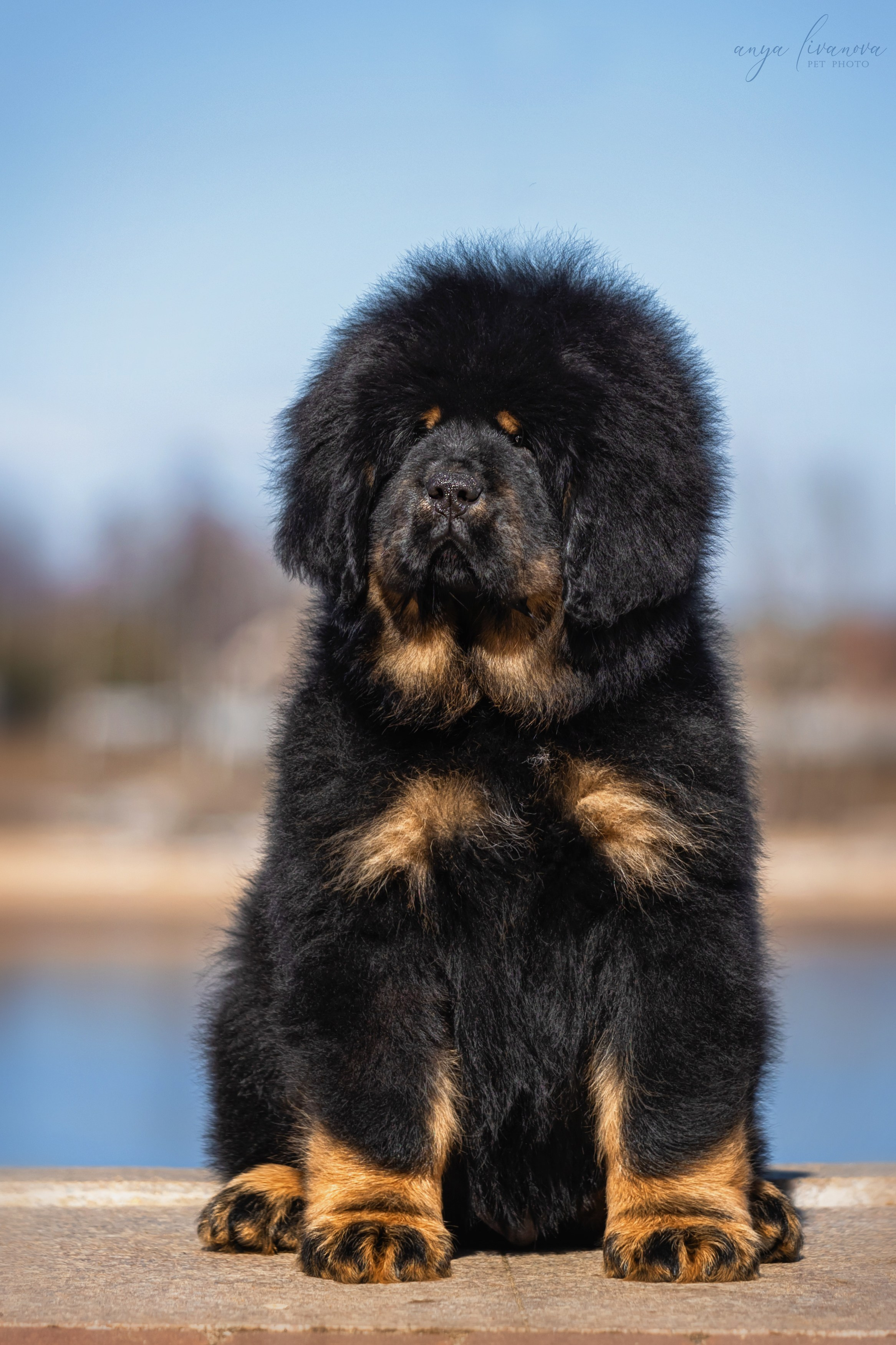 Тибеты. Фотограф анималист Аня Ливанова | Рыбинск