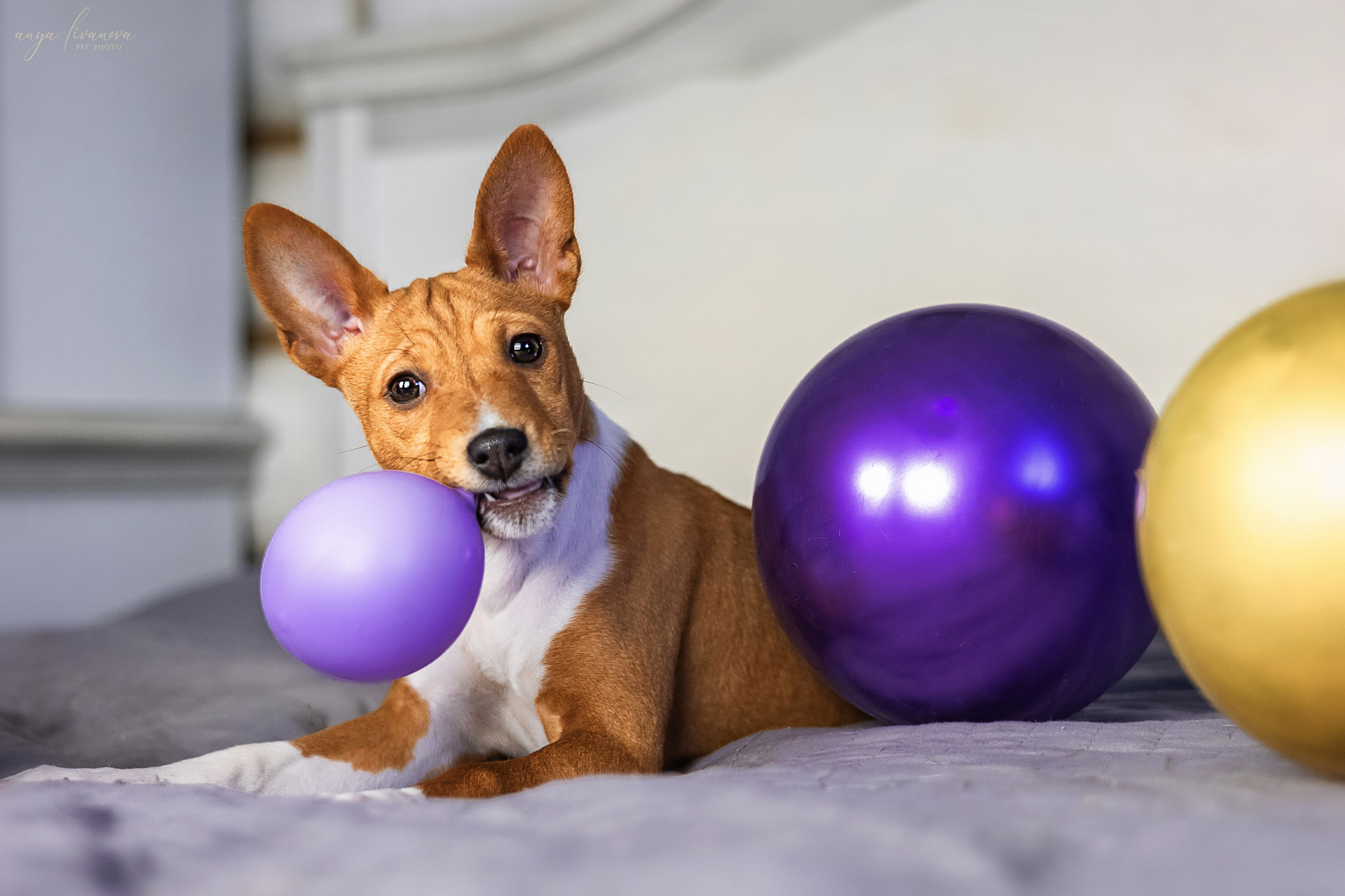 Баси. Фотограф анималист Аня Ливанова | Рыбинск
