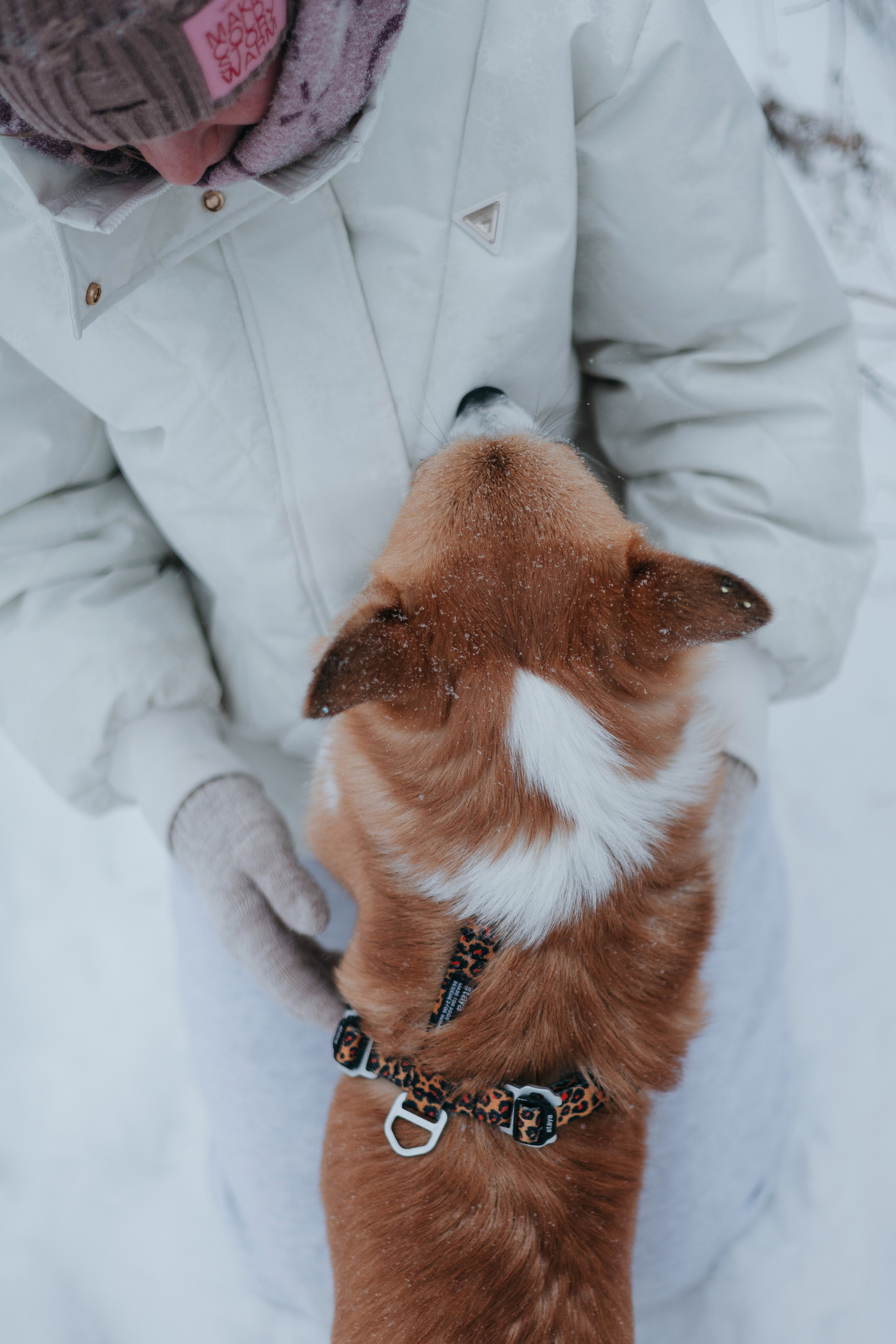 Лена, Лиза и Мия. Фотограф — анималист Владивосток, Алина