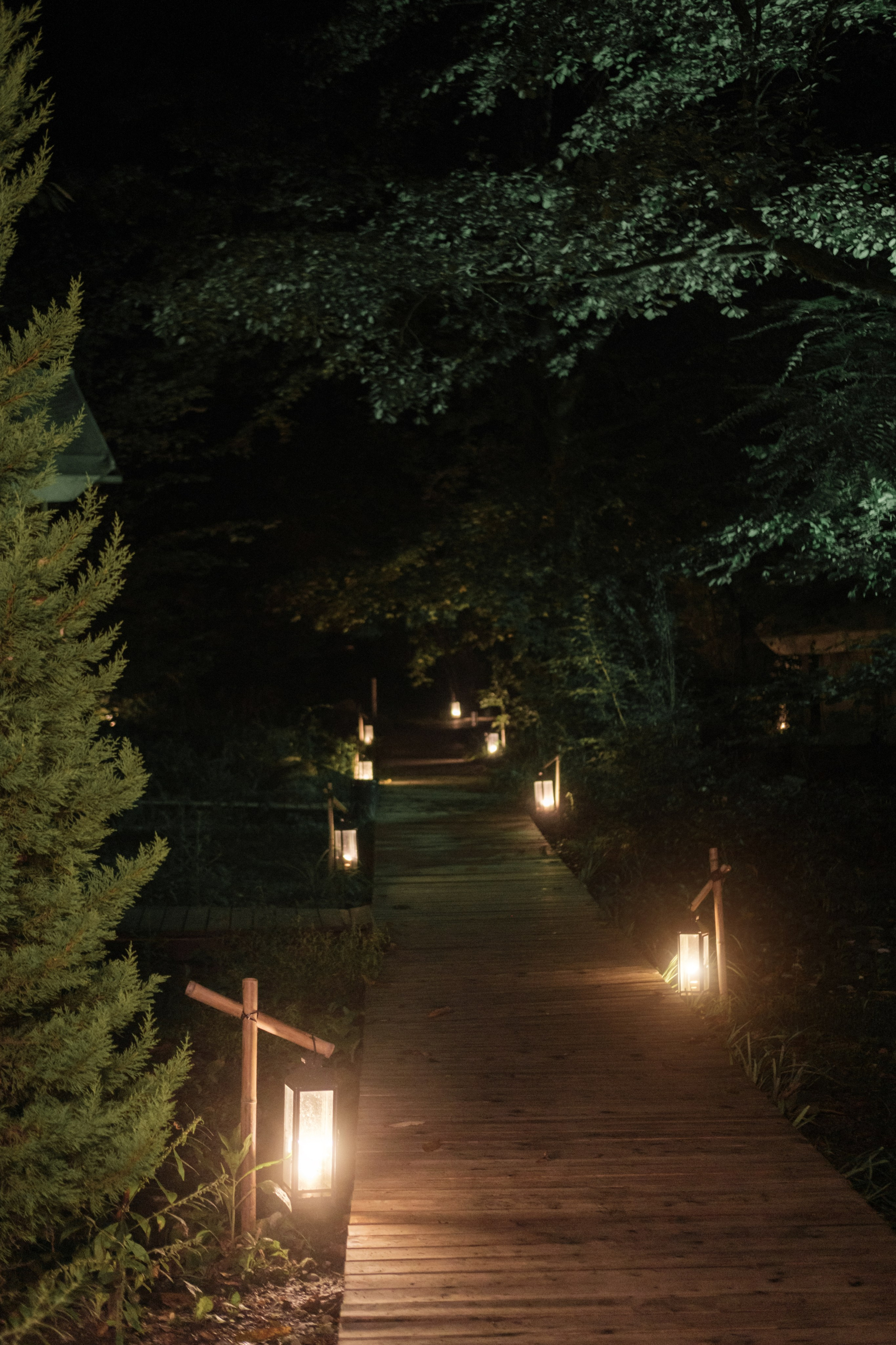 Кот и Дракон. Свадебный Видеограф Фотограф в Сочи