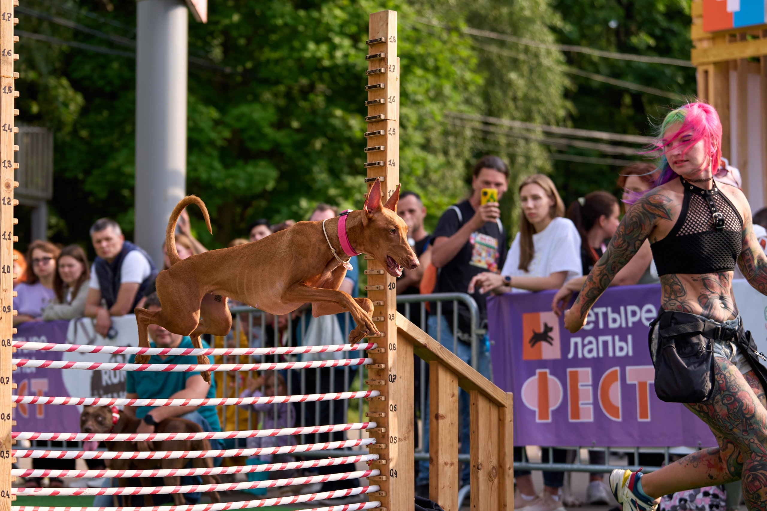 4 лапы Фест. Многоборье. Фотограф-анималист Михаил Манухин