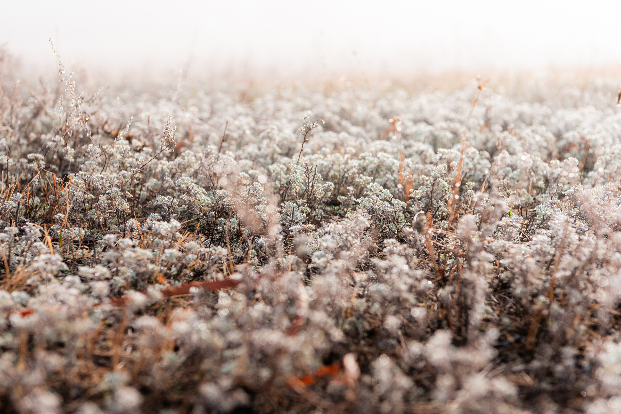 Фотографии утреннего тумана под Волжским. Фотограф в Волгограде и Волжском Александр Горбань