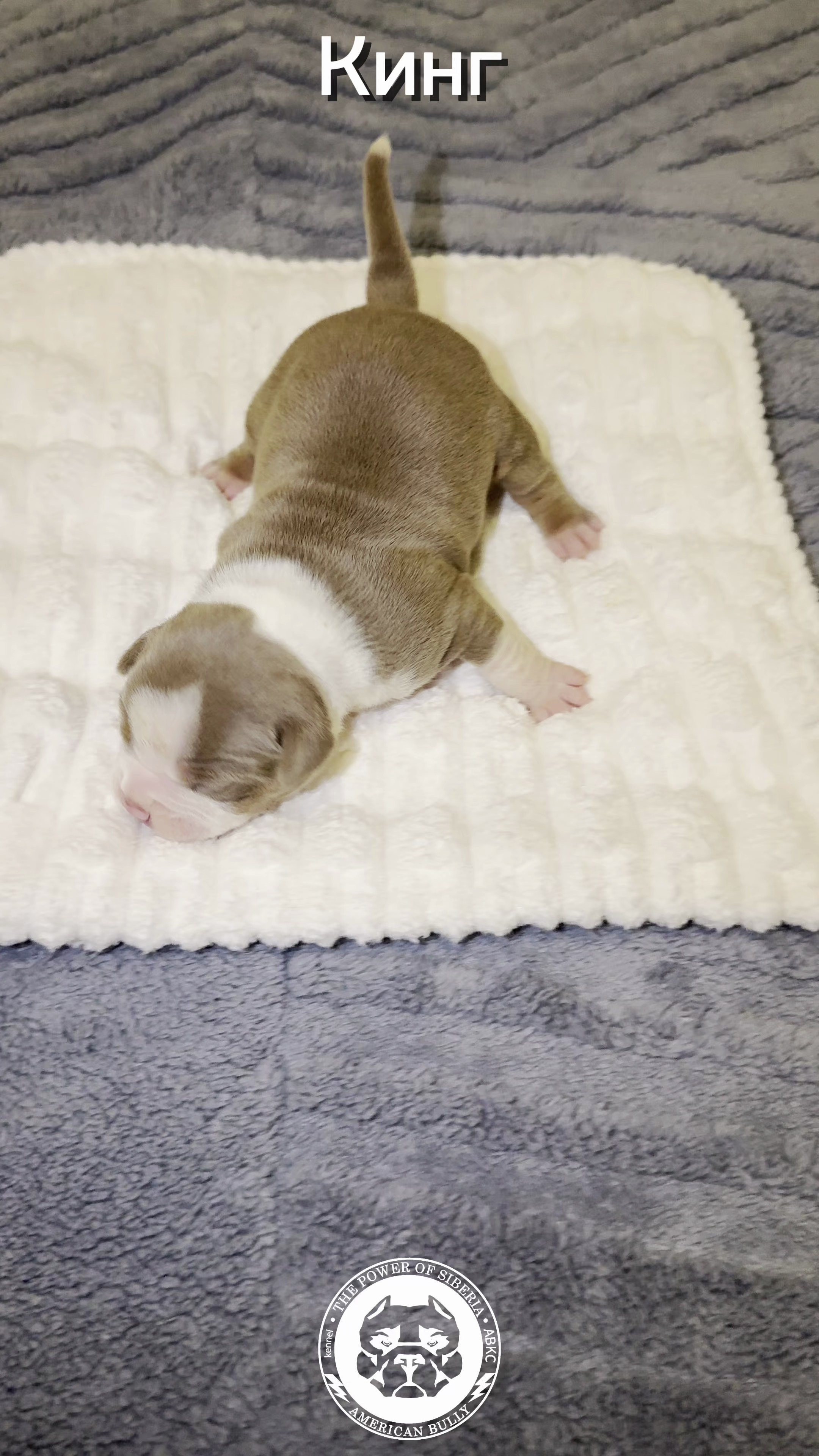 Свободные щенки Американский Булли, в типах покет, классик, стандарт. Американский Булли в г. Ростов-на-Дону. Питомник THE POWER OF SIBERIA