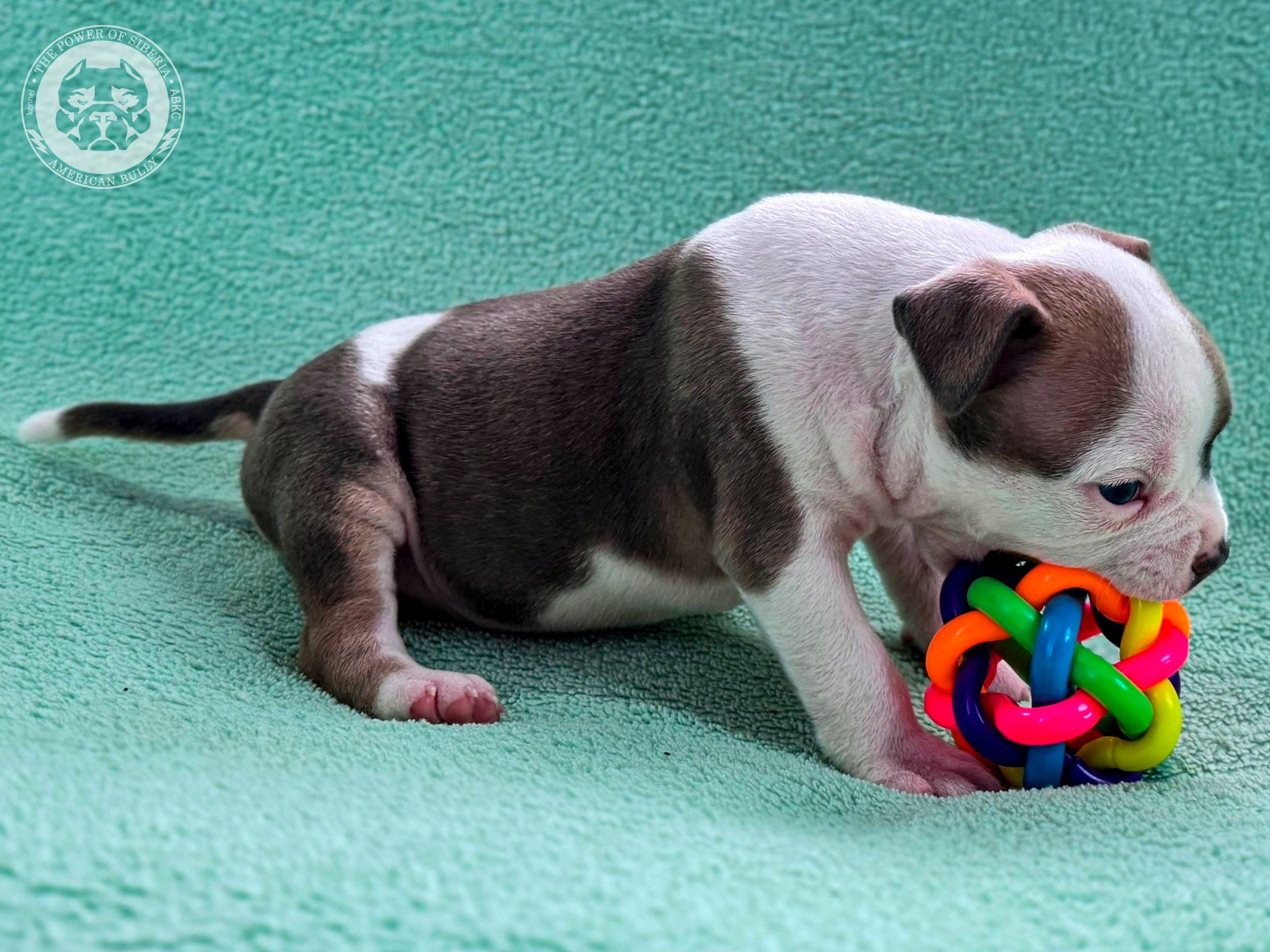 Свободные щенки Американский Булли стандарт и Свободные щенки Американский Булли классик. Американский Булли в г. Ростов-на-Дону. Питомник THE POWER OF SIBERIA