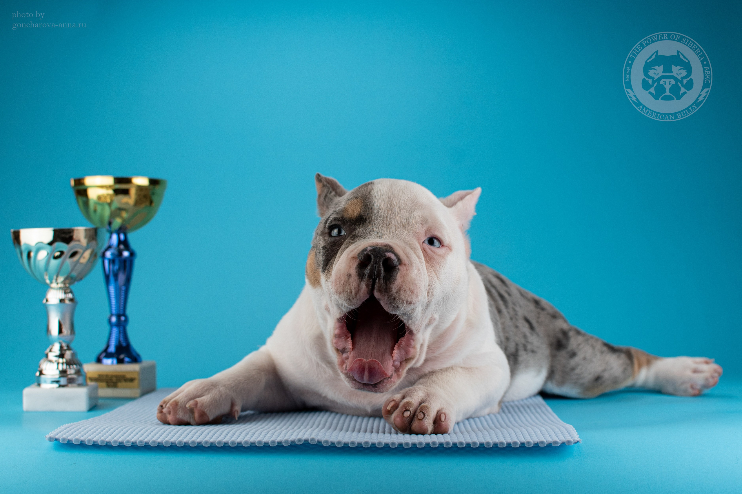 купить щенка American Bully в Новороссийске