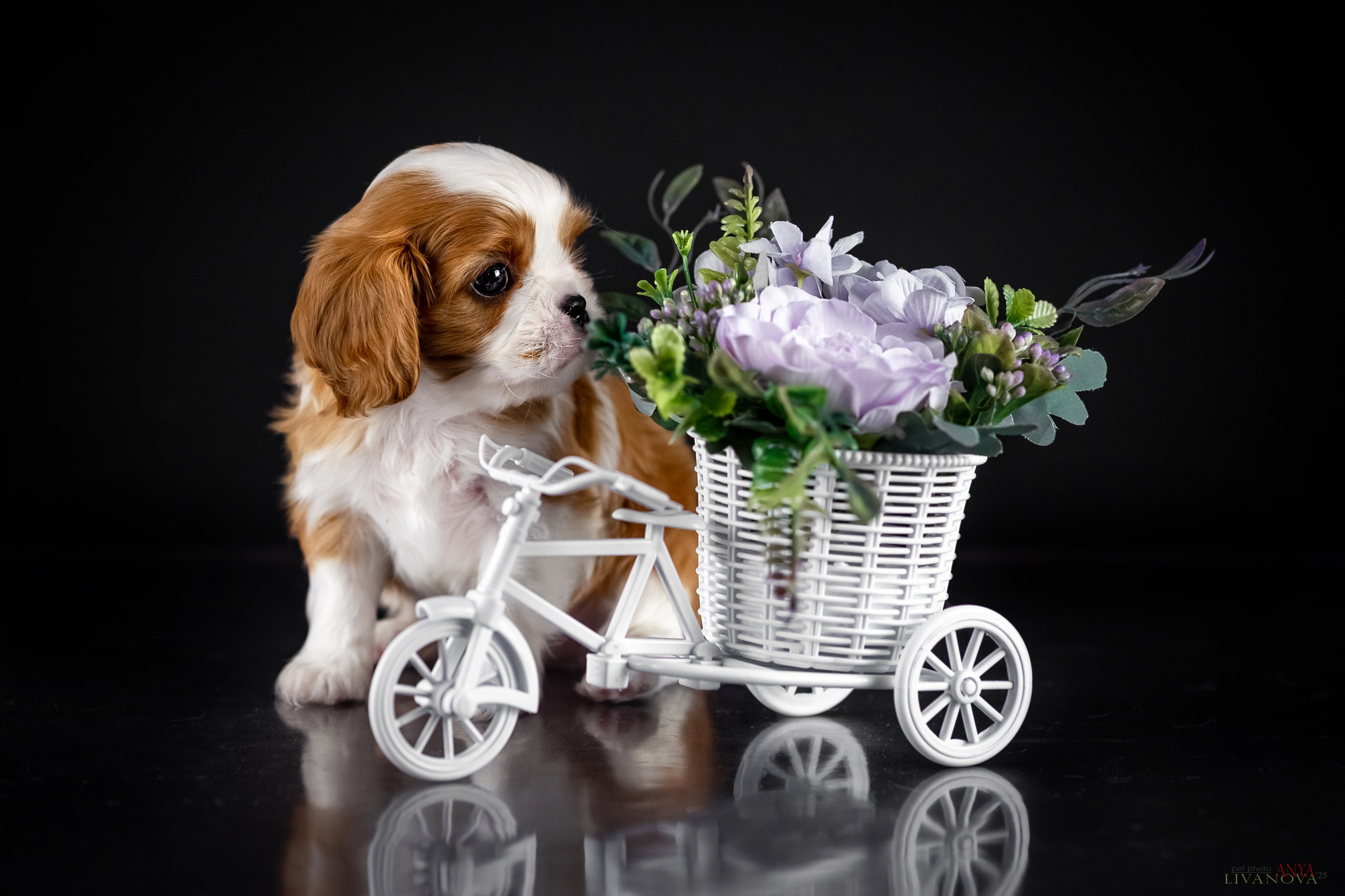 Кавалерчики. Фотограф анималист Аня Ливанова | Рыбинск