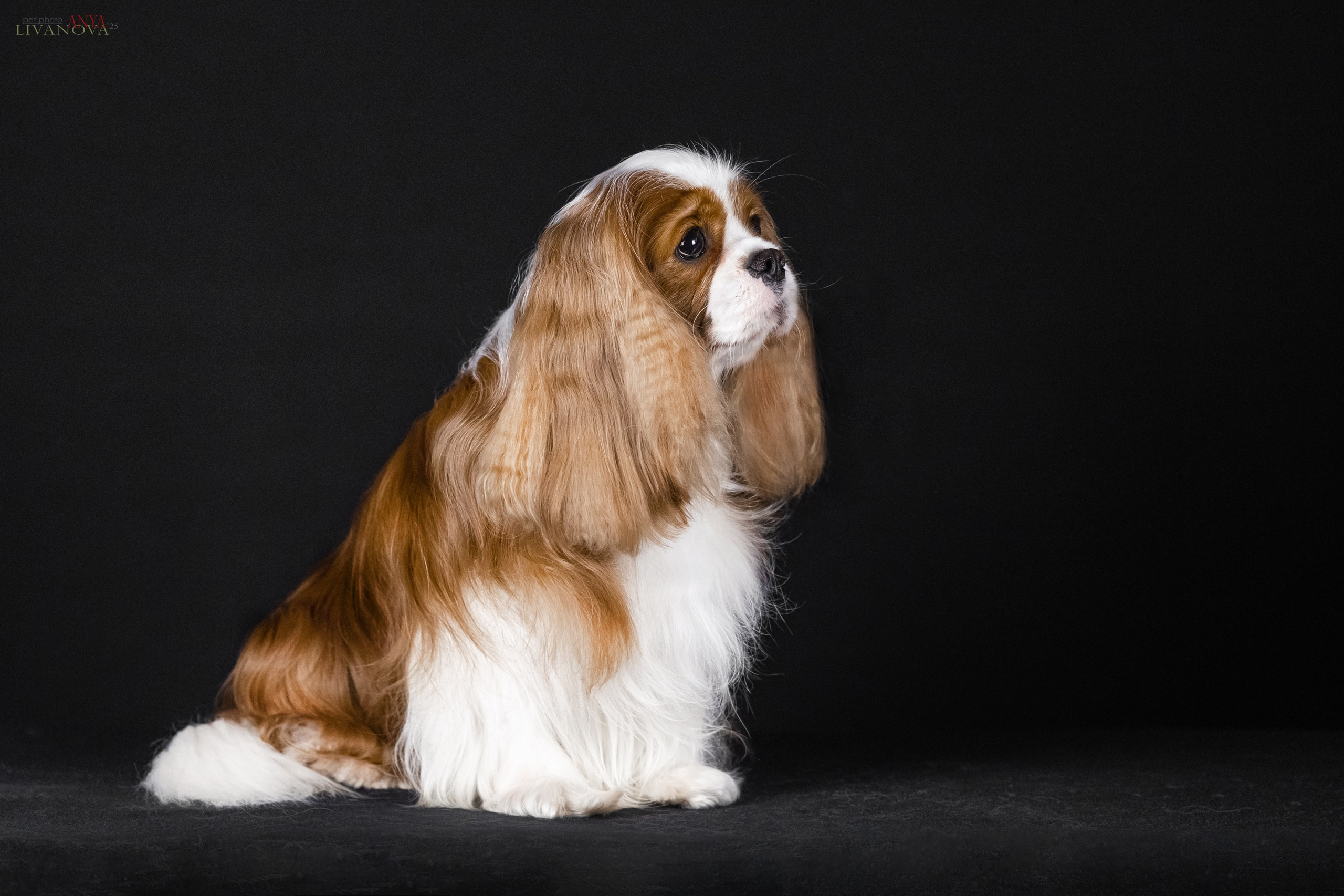 Вовчик. Фотограф анималист Аня Ливанова | Рыбинск