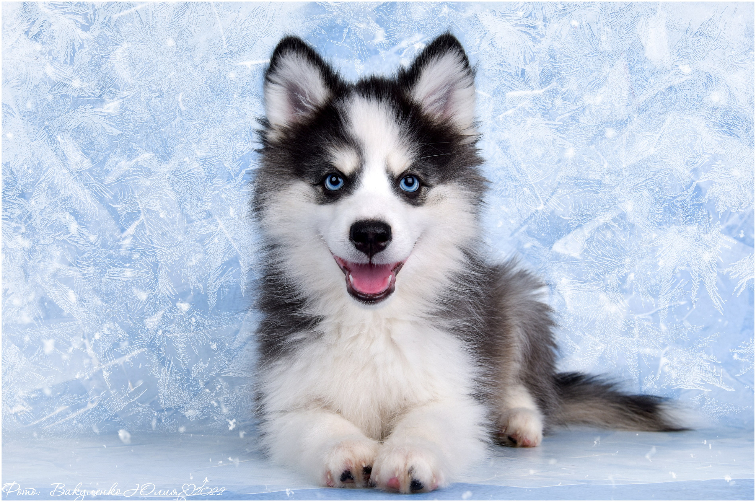 Студийная съемка. Фотограф анималист | семейный Юлия Вакуленко, г. Краснодар