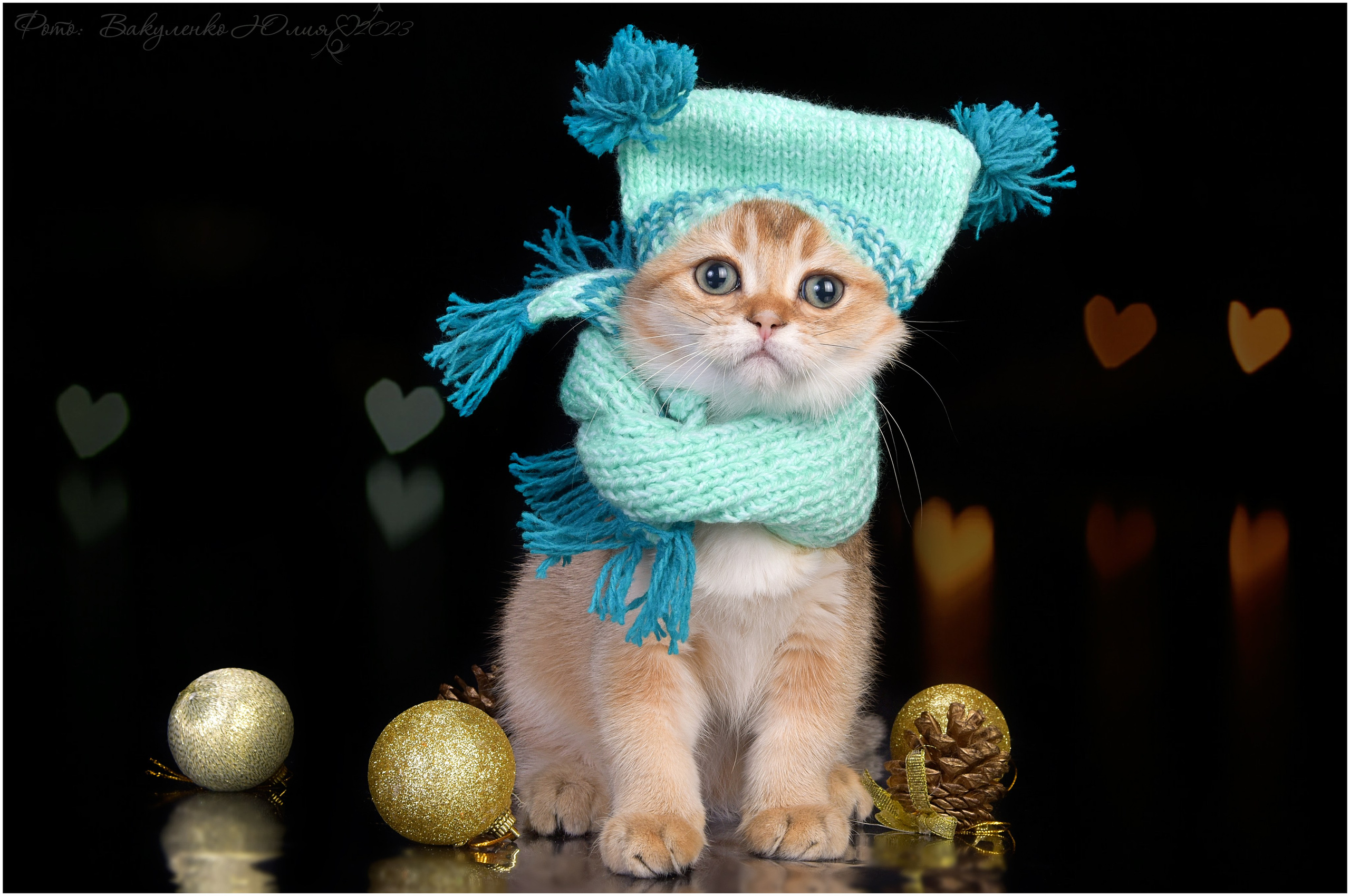 Котята. Фотограф анималист | семейный Юлия Вакуленко, г. Краснодар