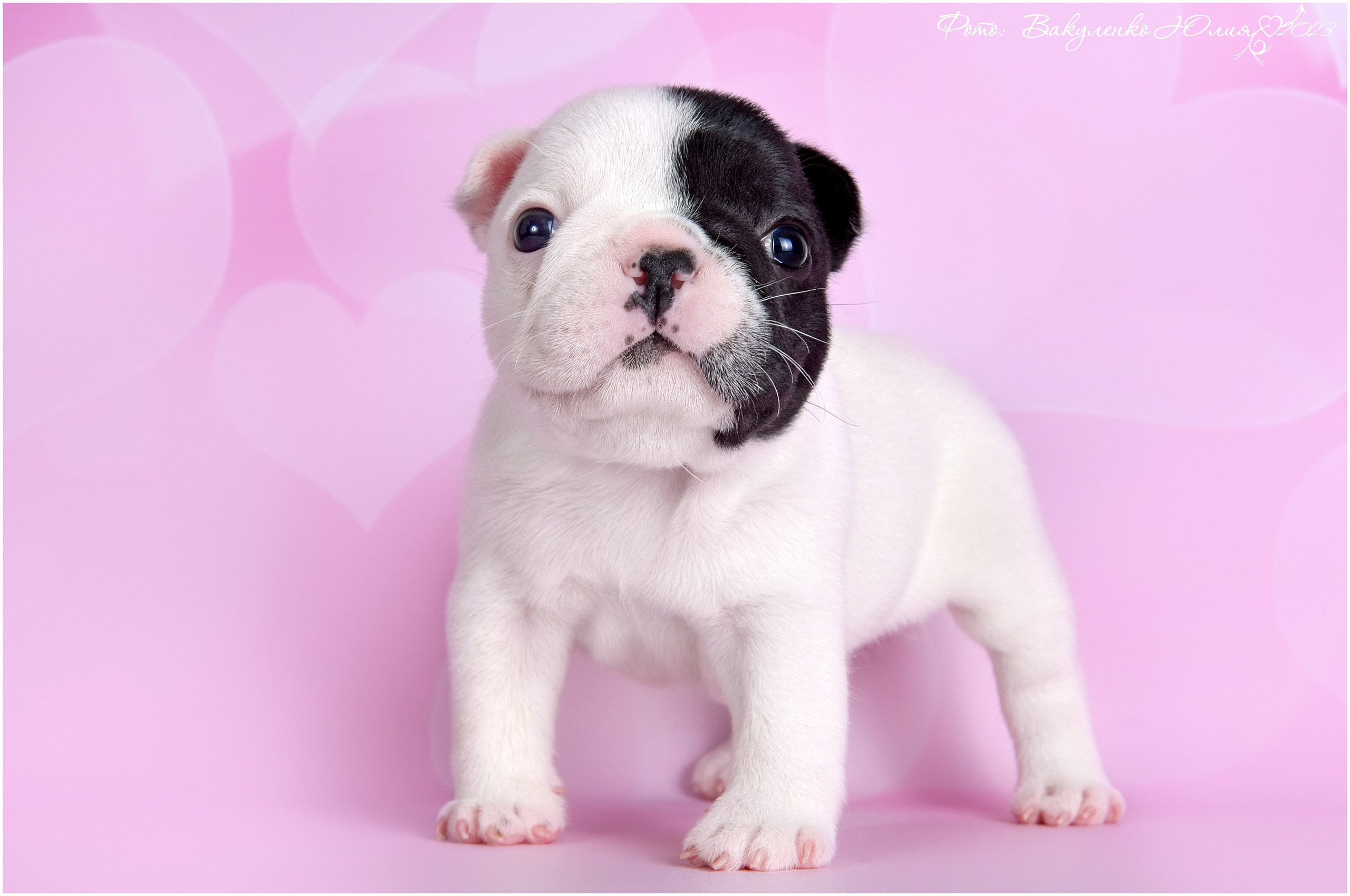 Студийная съемка. Фотограф анималист | семейный Юлия Вакуленко, г. Краснодар