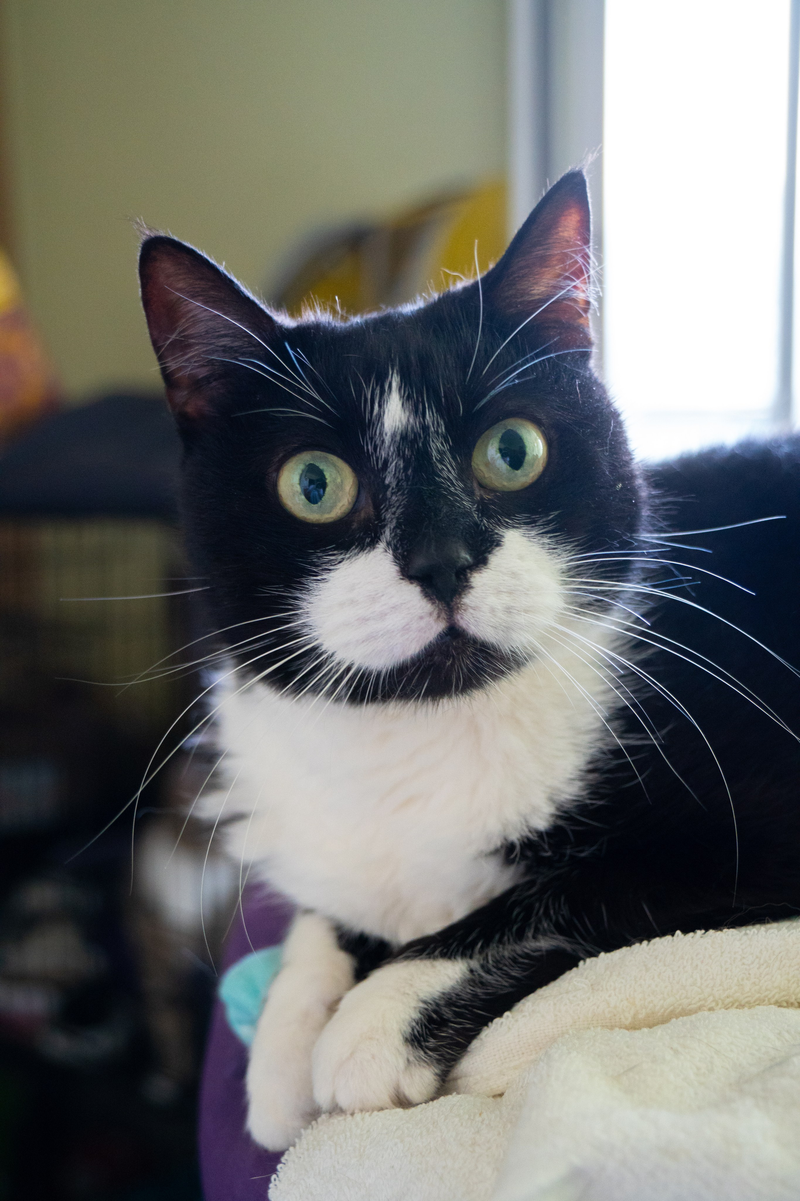 Приют для животных «Пушистые друзья». Видеограф, фотограф в Санкт-Петербурге Элеонора Петрова