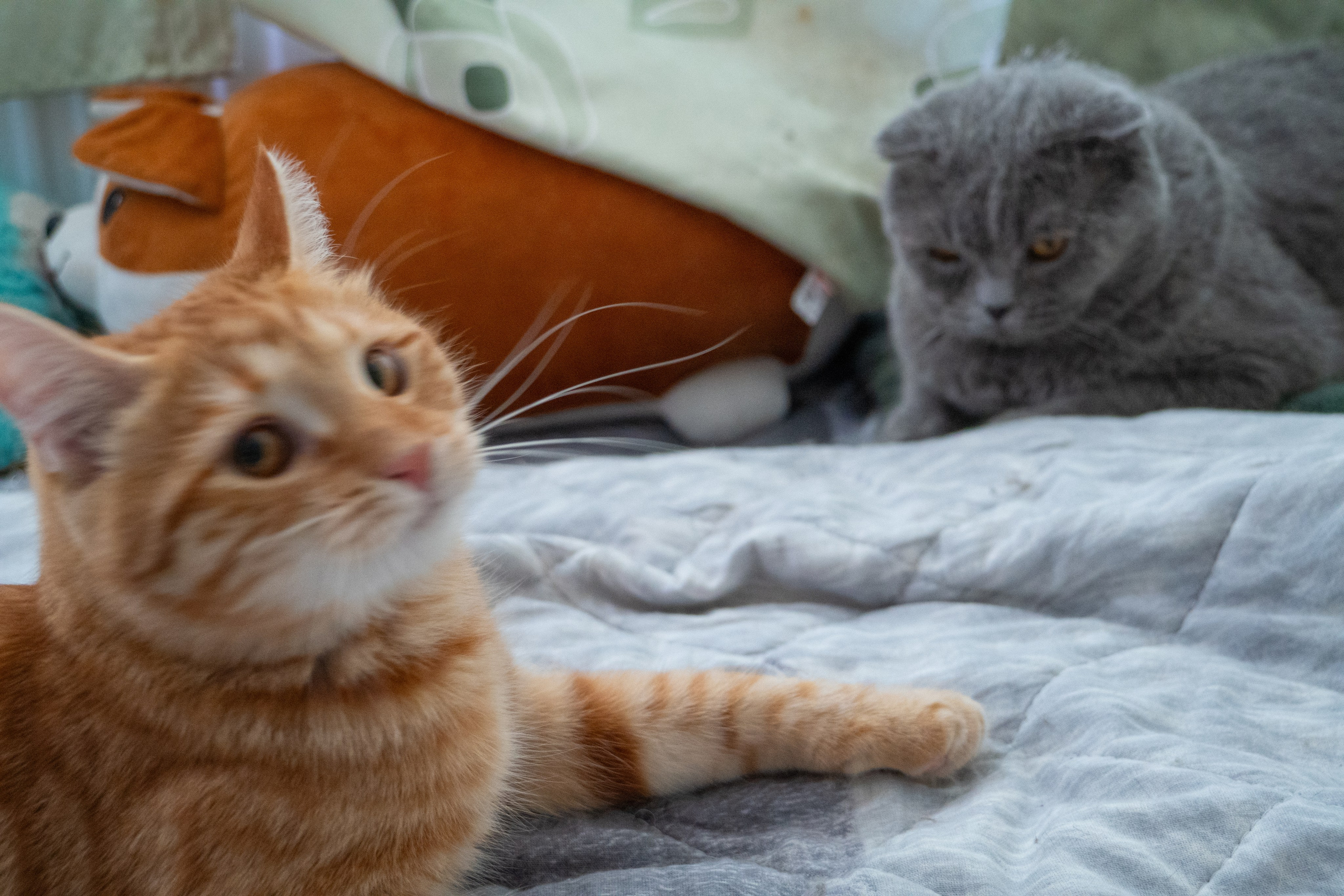 Приют для животных «Пушистые друзья». Видеограф, фотограф в Санкт-Петербурге Элеонора Петрова