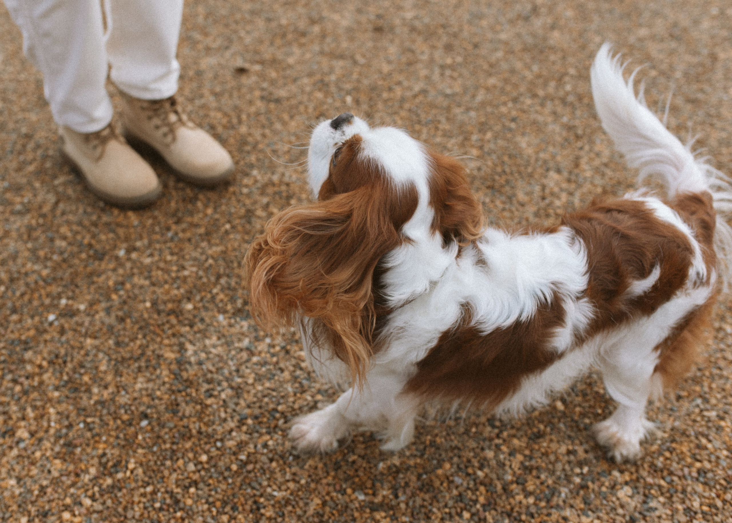 Настя и Тэйлор. Фотограф анималист в Москве Ольга Агушева