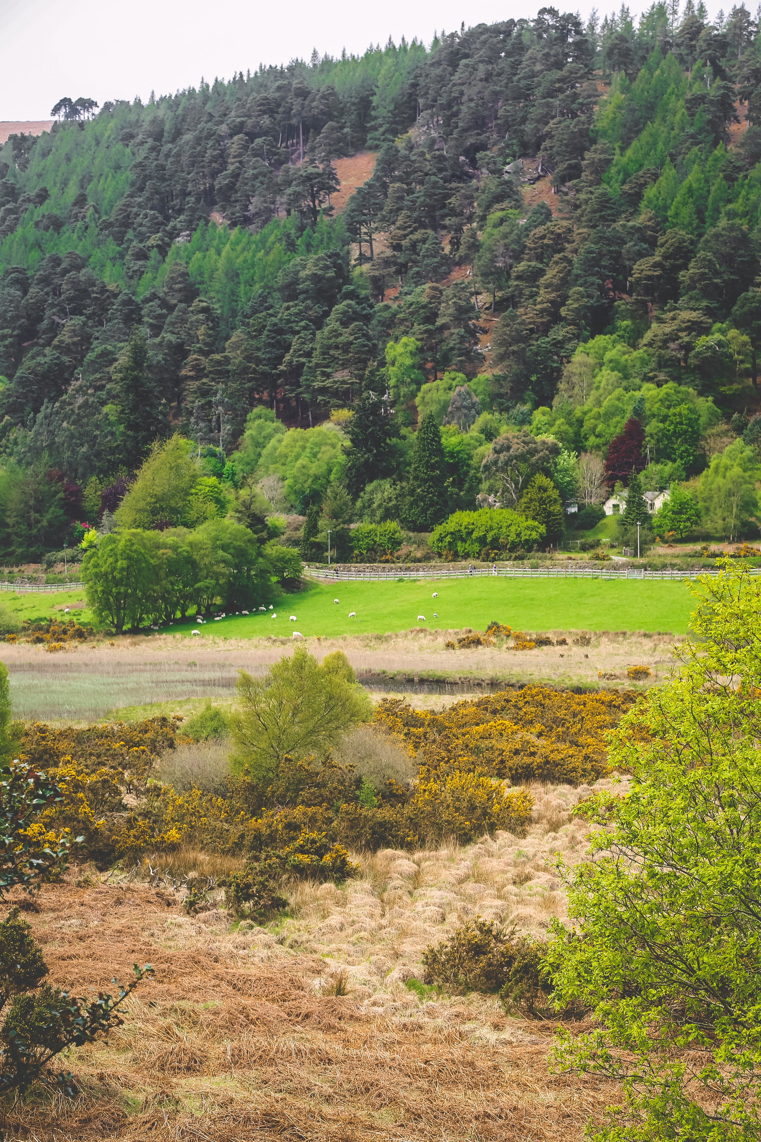 Ирландия: Горы Уиклоу. Дарья Письменюк / Darya Leitstern — фотограф, музыкант, журналист, путешественник