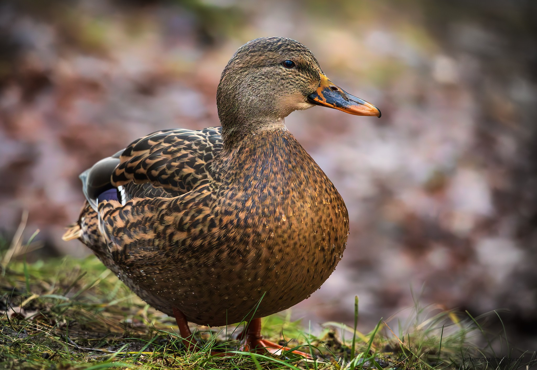 Природа. Фотохудожник Артём Парамонов