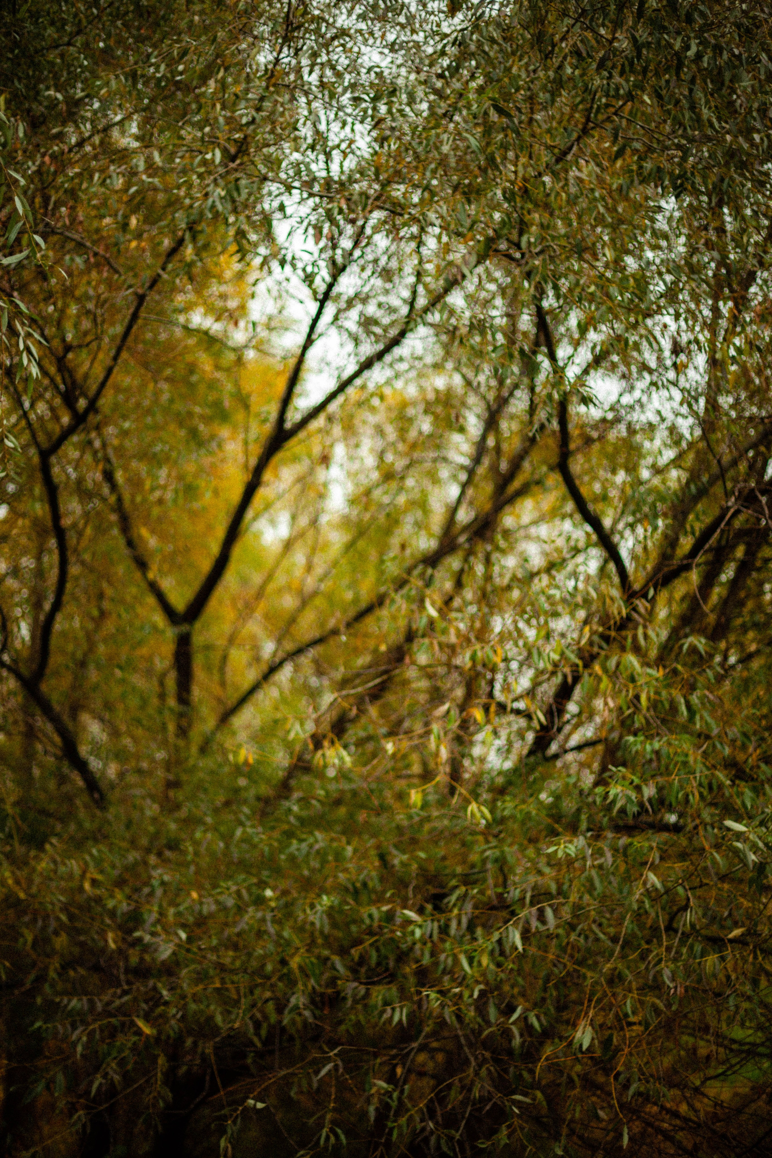 Осенняя серия. Фотограф в Москве. Екатерина Митина
