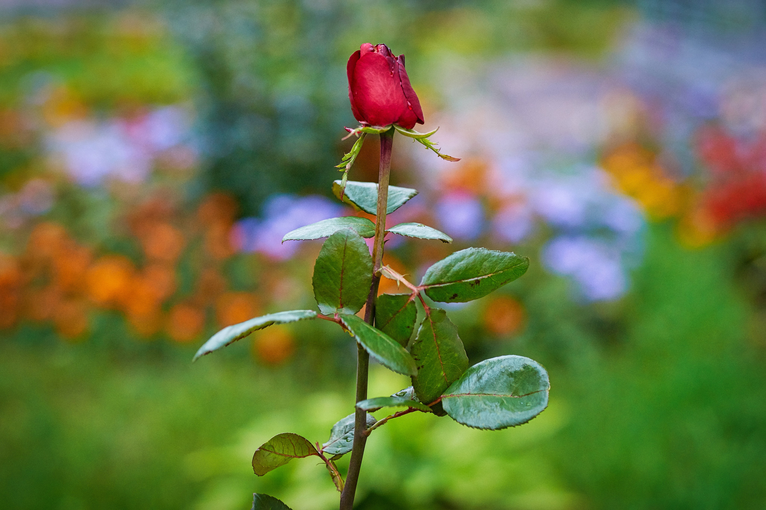 Наша мать — природа. Фотограф Владимир Артамонов