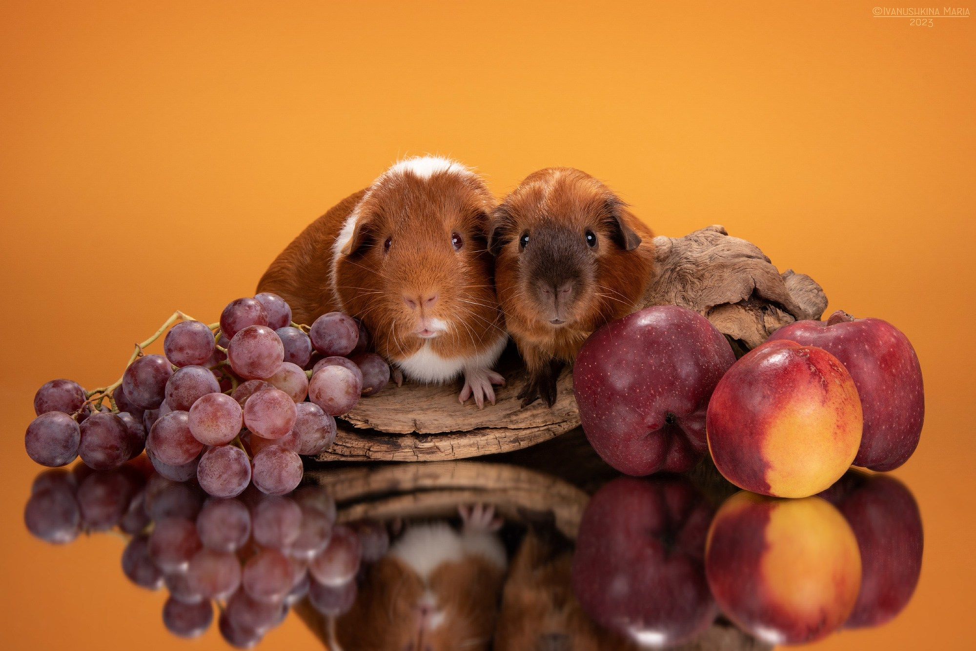 Фотосессии экзотических животных в студии. Фотограф собак в Москве и Московской области Иванушкина Мария