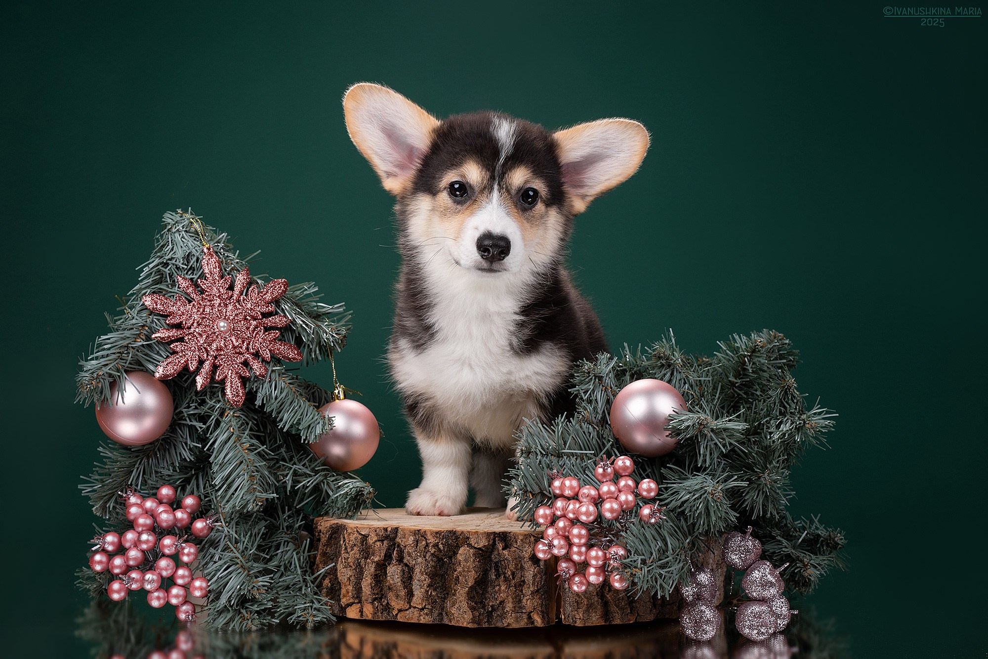 Фотосессия щенков на фонах. Фотограф собак в Москве и Московской области Иванушкина Мария