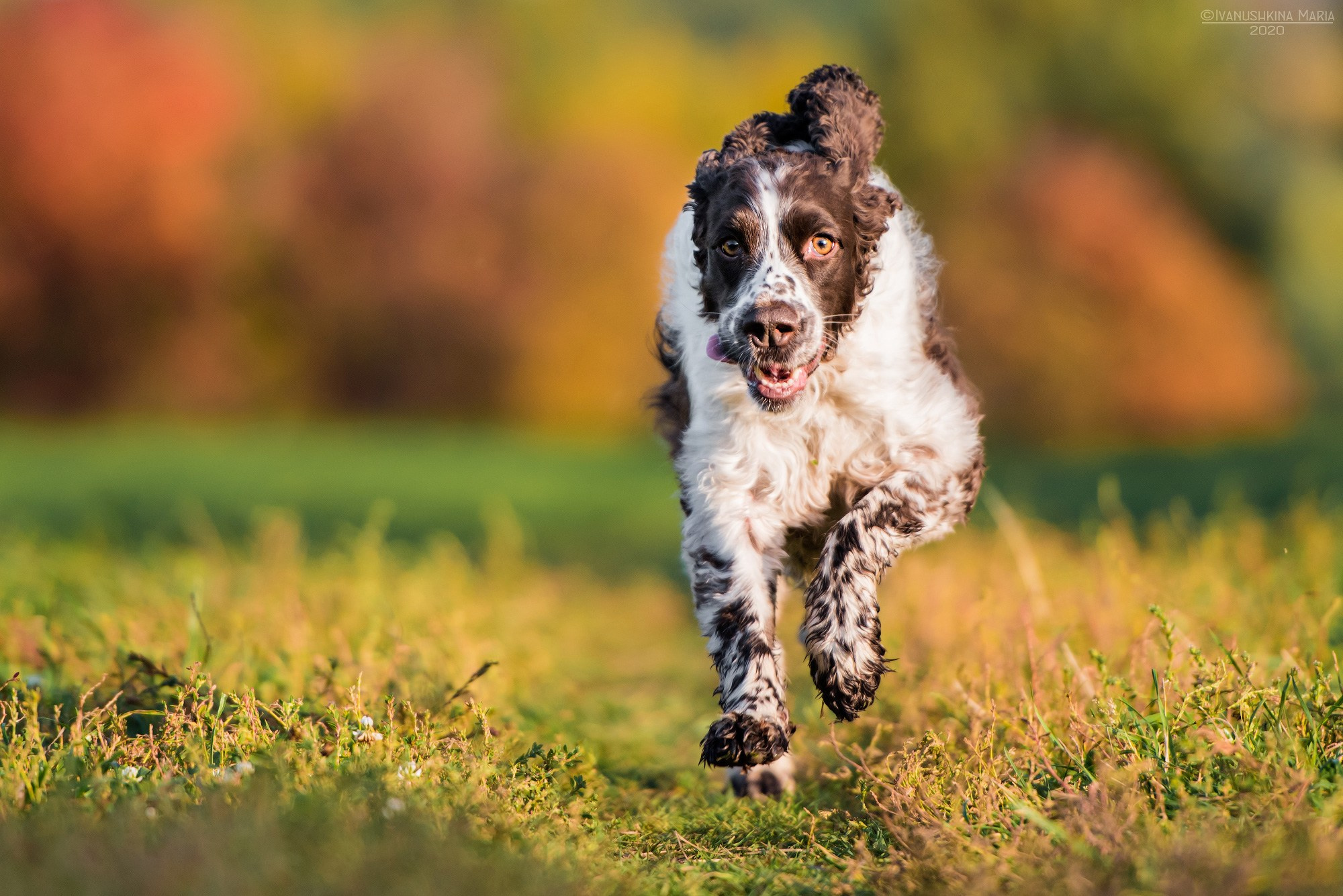 спрингер спаниель