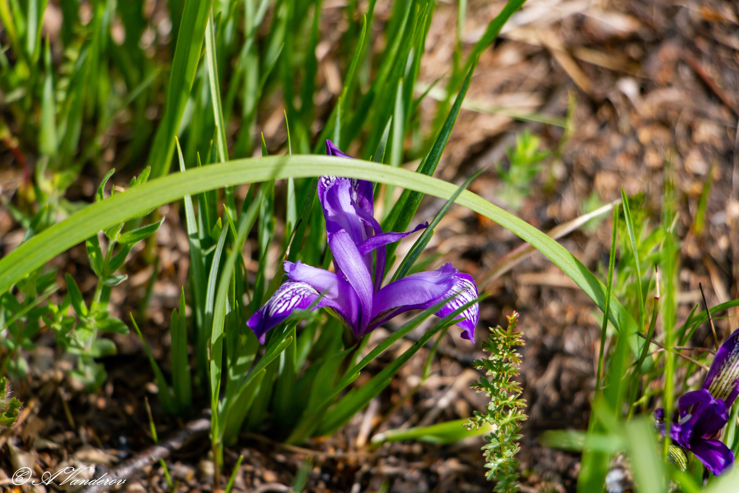 Красота природы. Фотограф Омск | Александр Вандеров