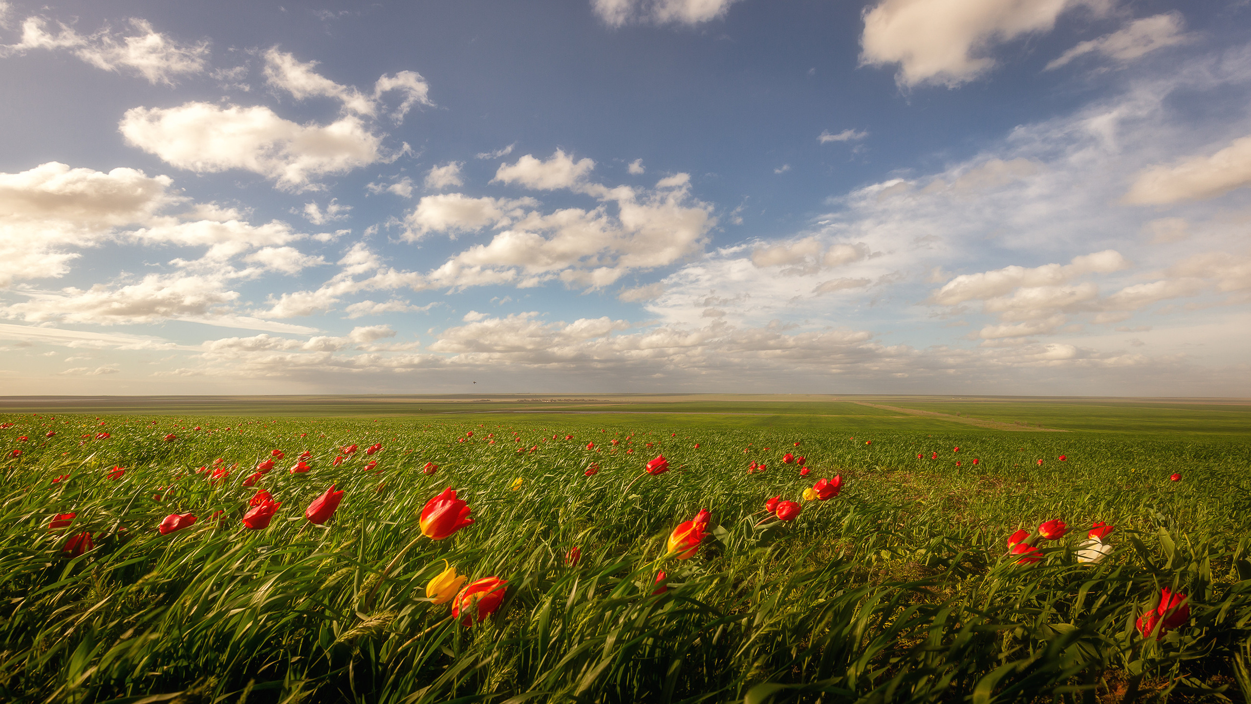 Степь Калмыкии – цветение степных тюльпанов