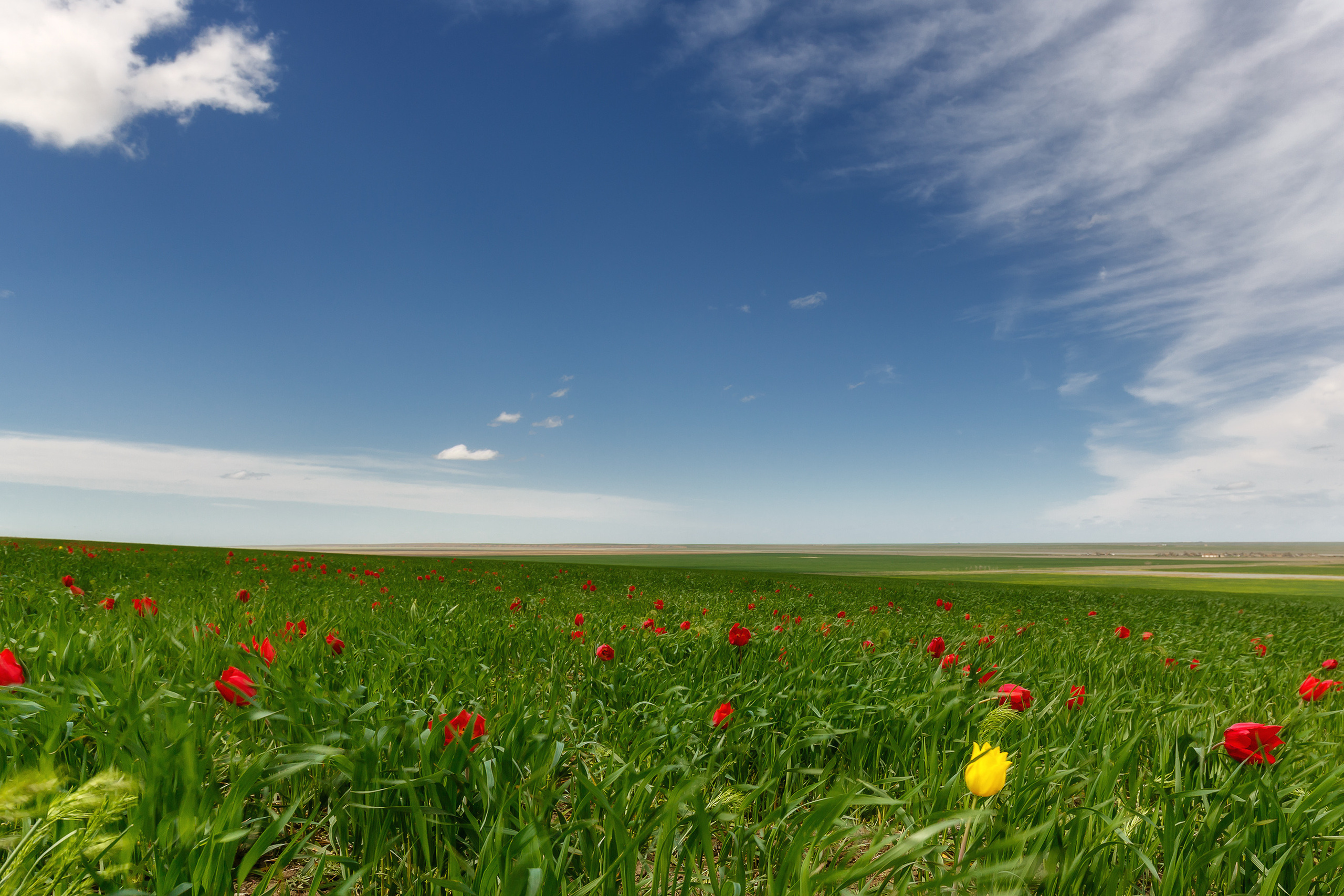 Степь Калмыкии