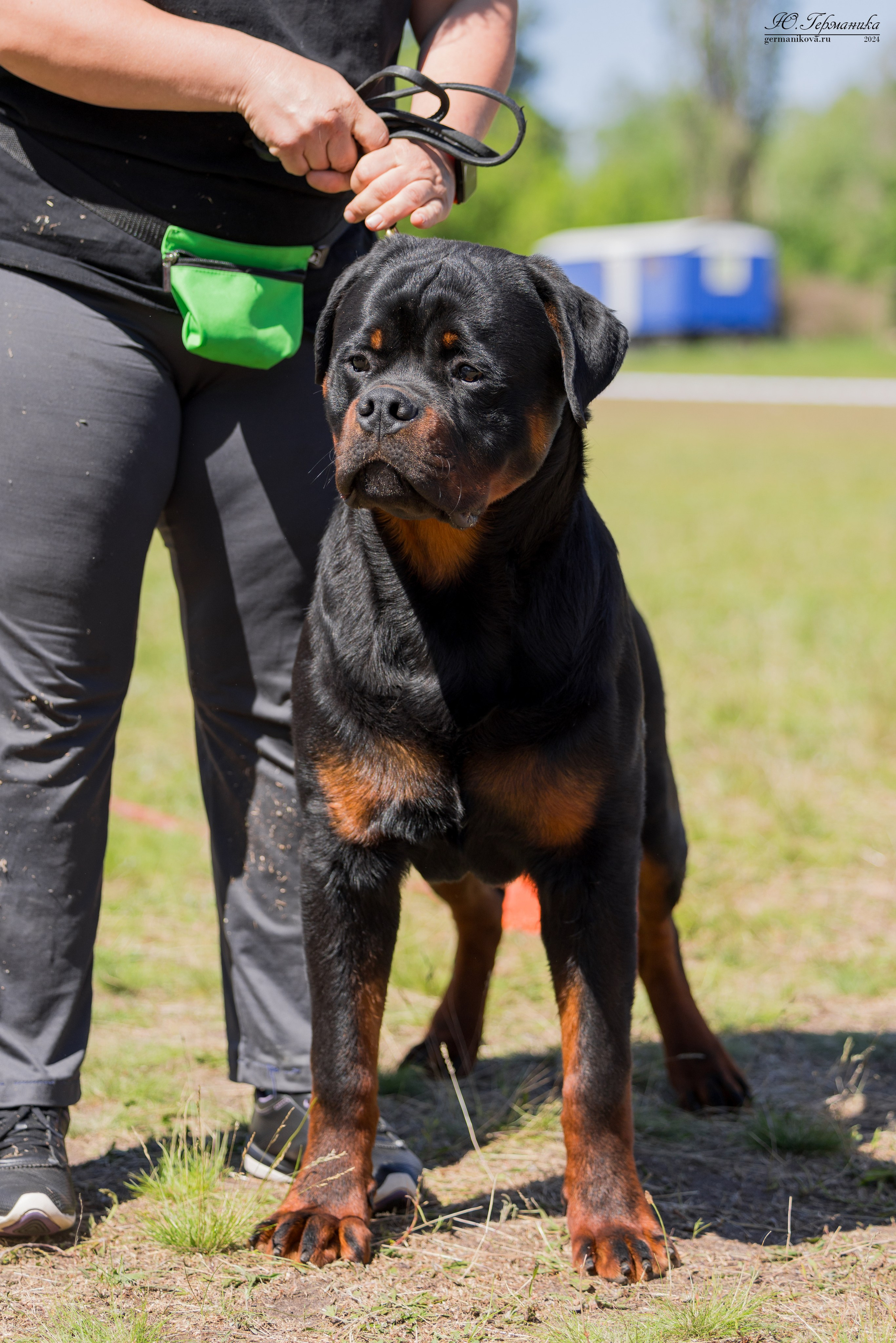 Воронеж моно ротвейлеров 25-26.05.2024. Фотограф-анималист Юлия Германика