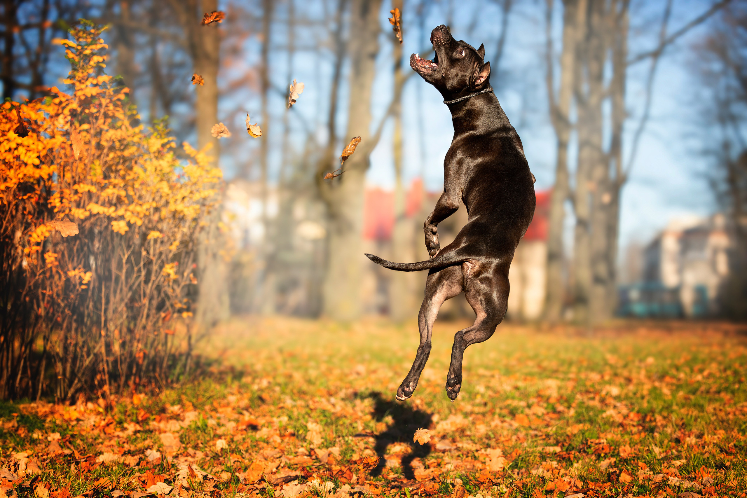 Прогулки. Главная