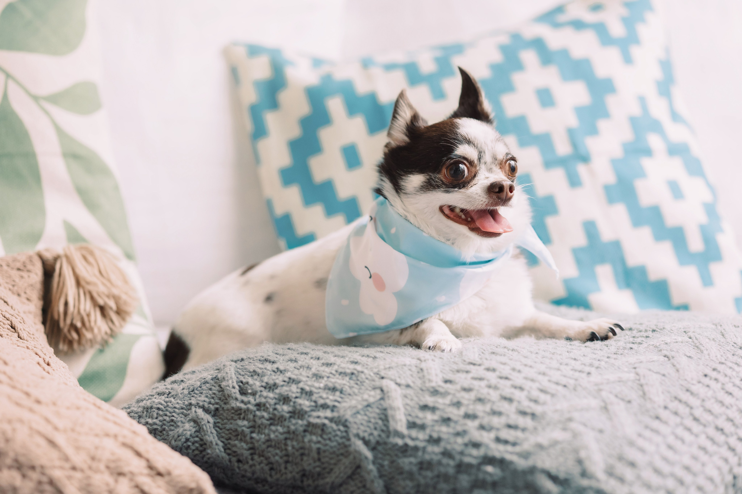 Магазин Friend of mine. Фотограф-анималист Елена Радченко, Москва