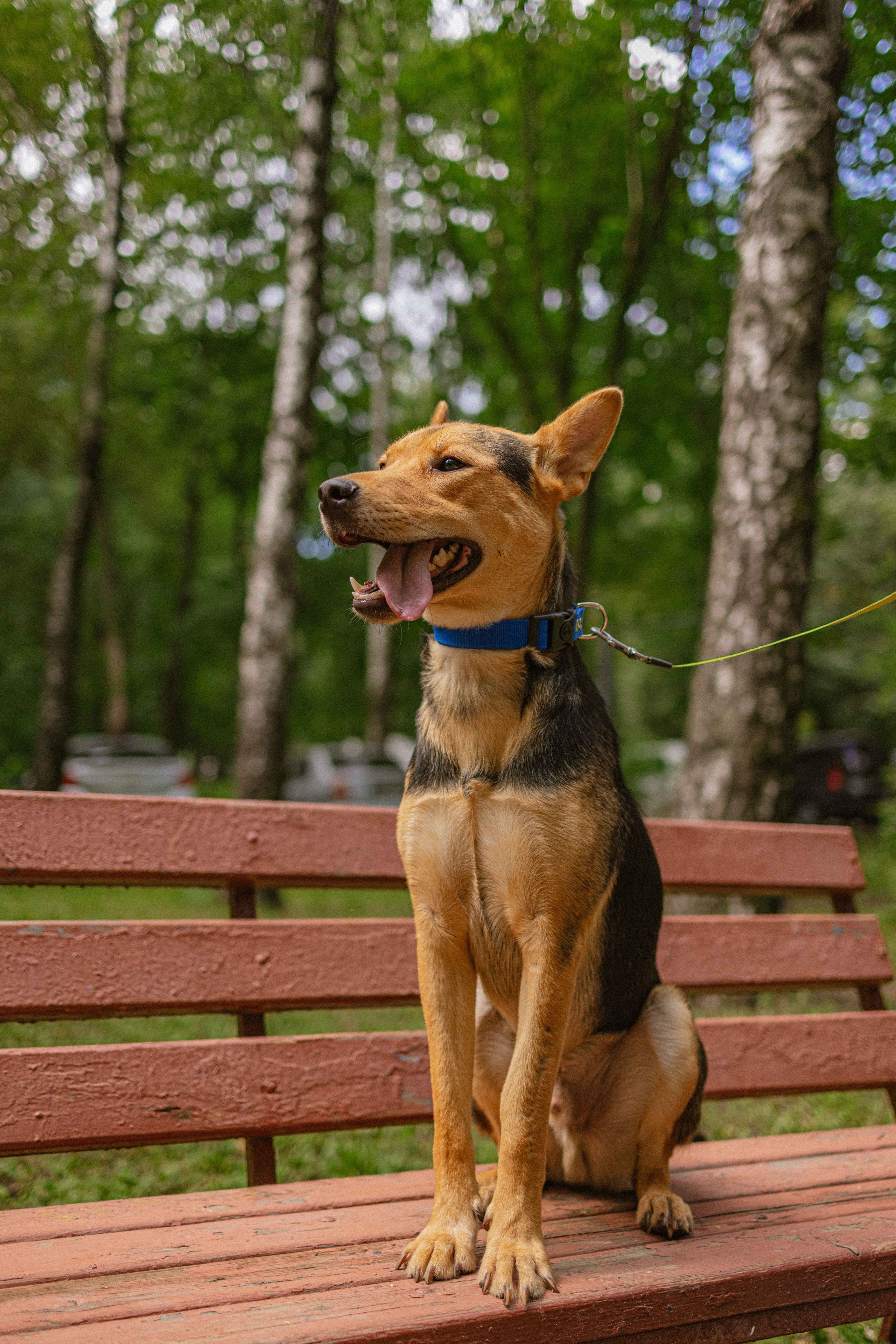 Джеки. Фотограф-анималист в Москве Лера Черноног